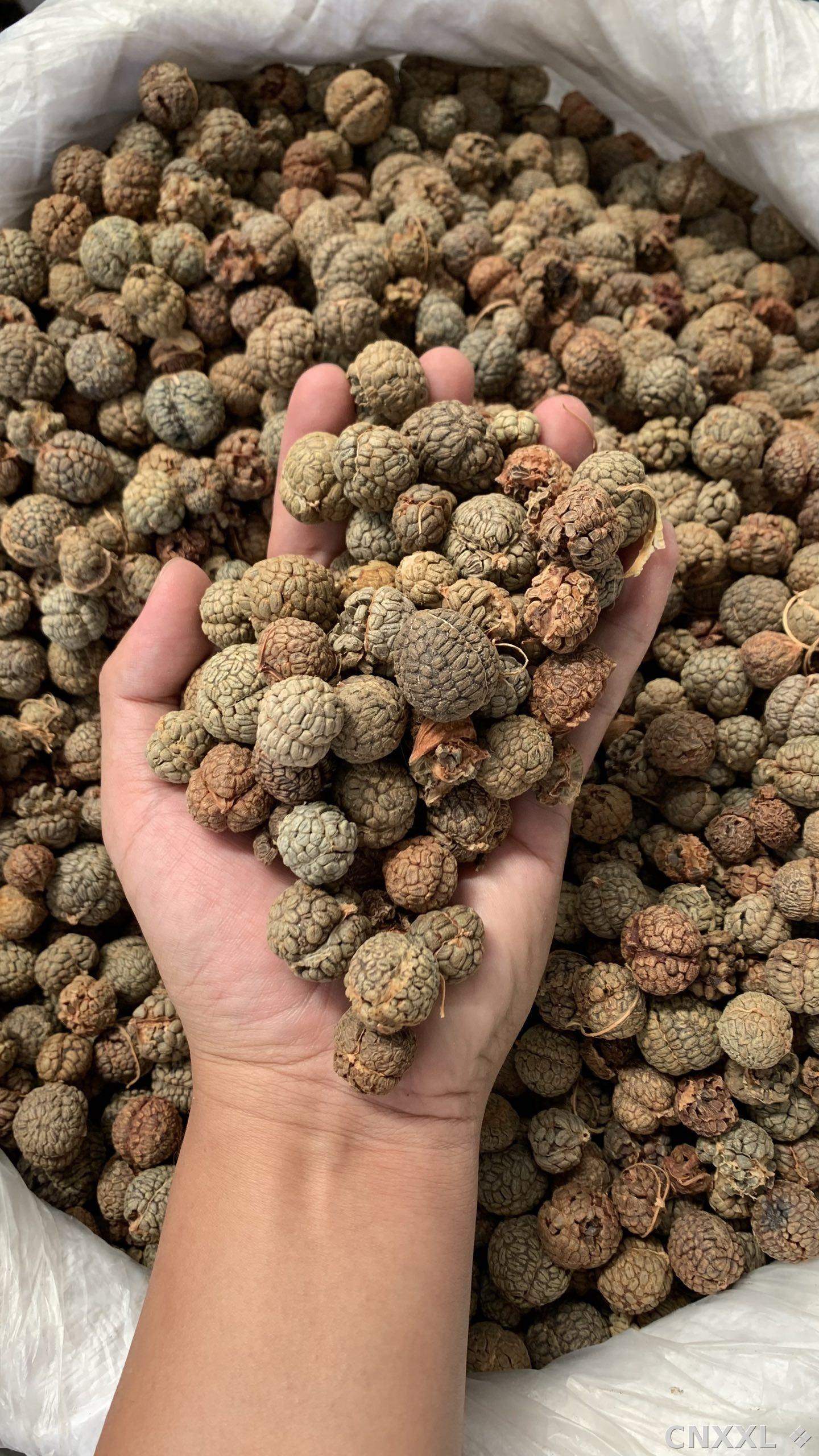 spice_25744_ccaadf55_1.jpg