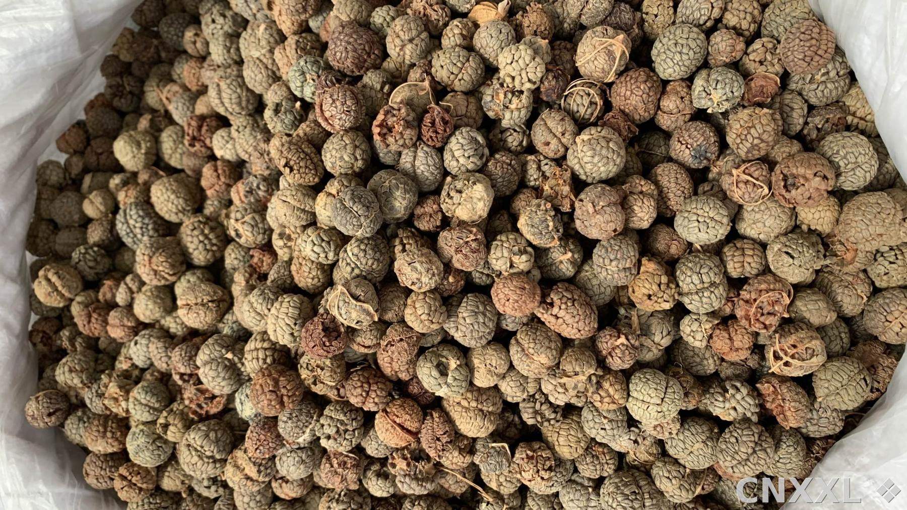 spice_25744_cf08a54a_3.jpg