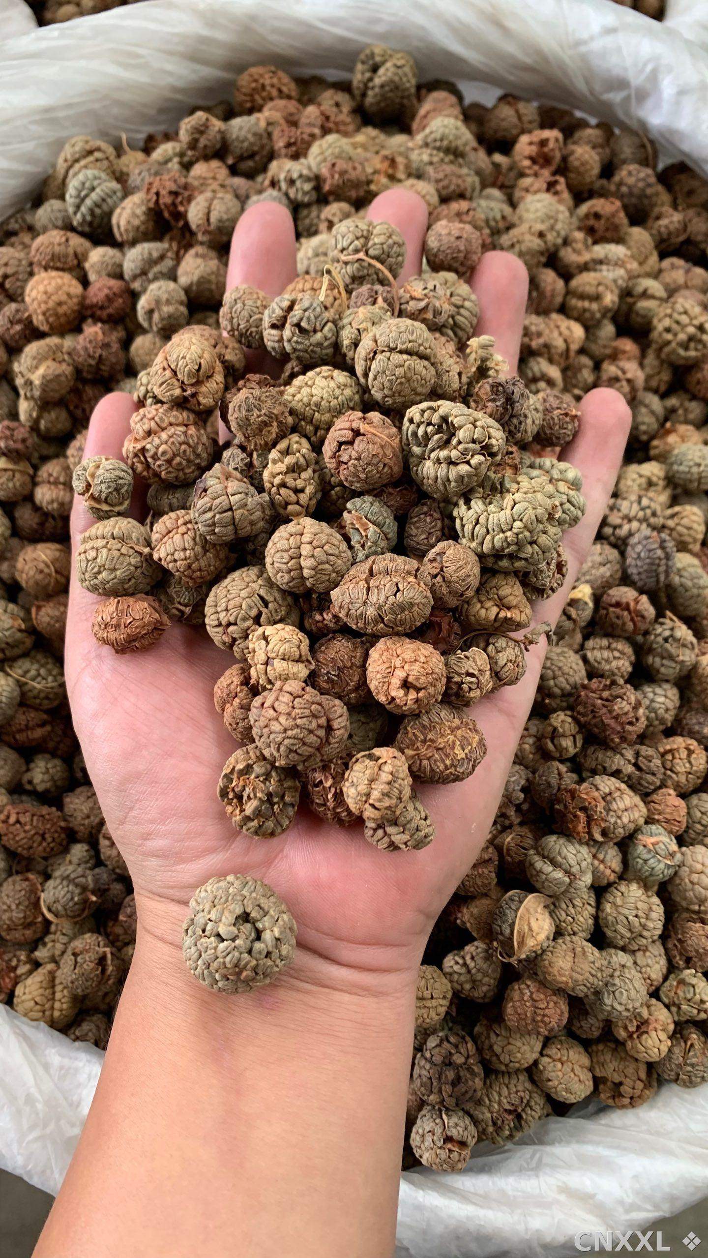 spice_25747_80835ce8_2.jpg