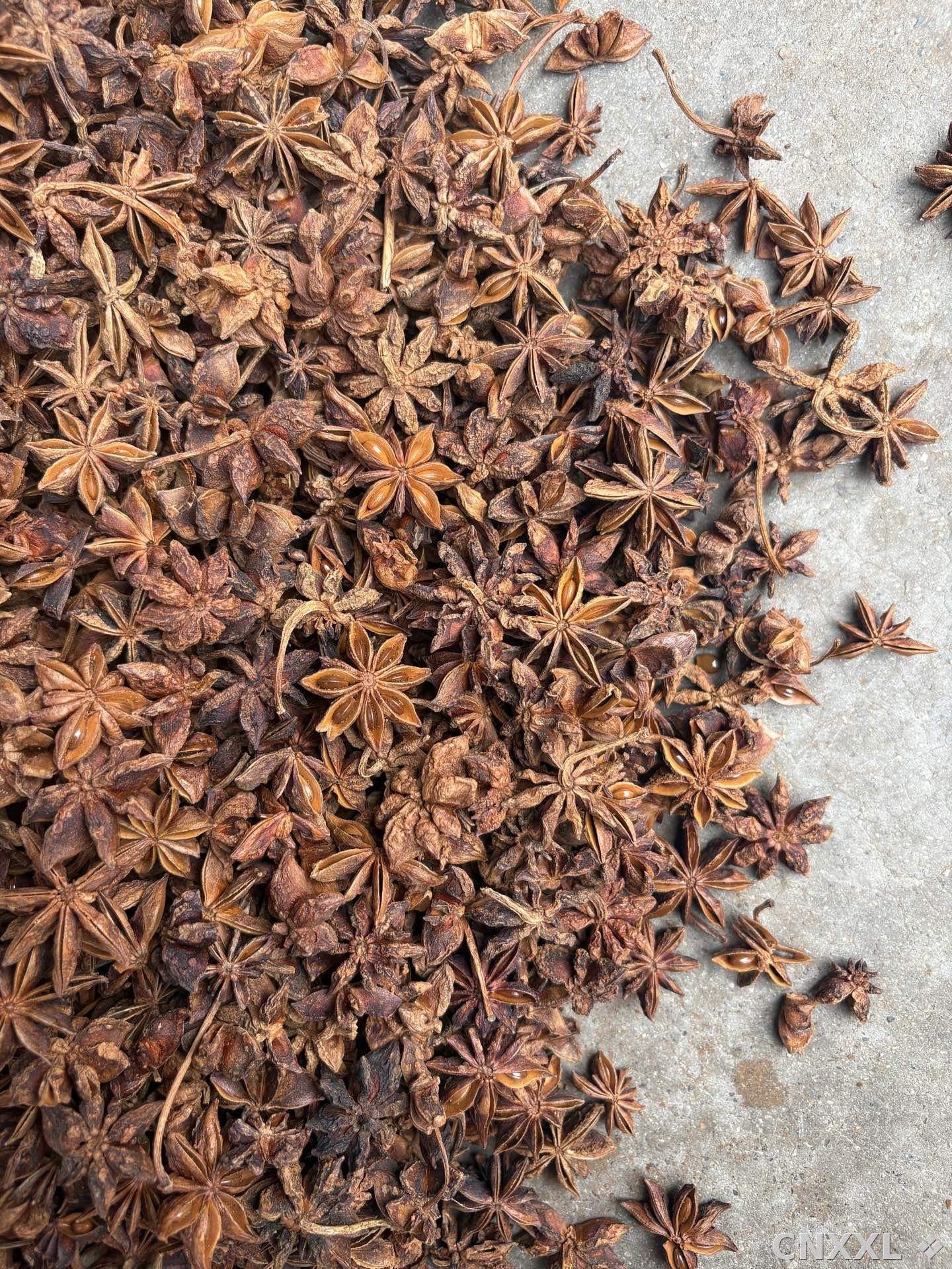 spice_25755_c65712bd_3.jpg