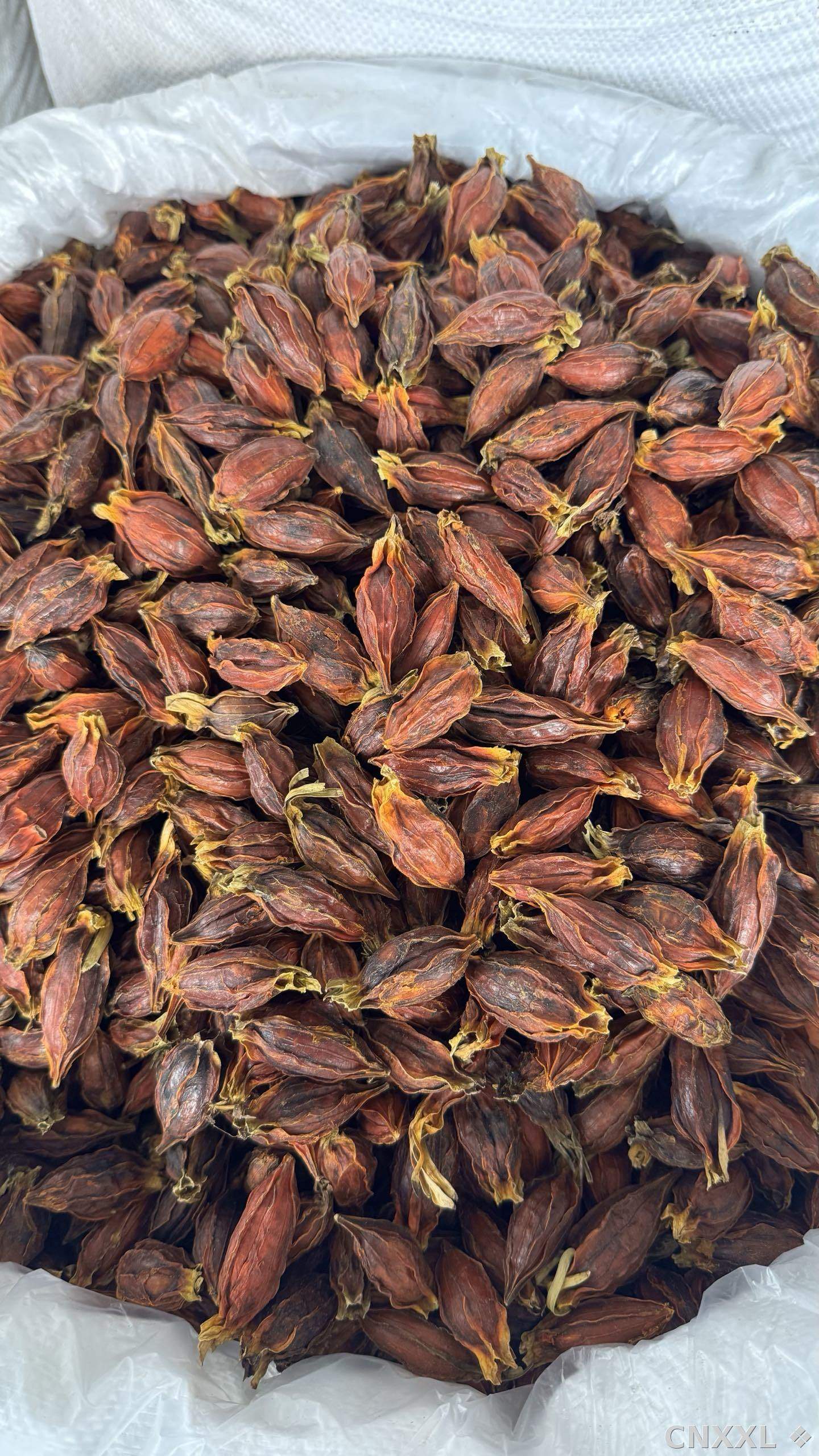 spice_25759_0861b34f_3.jpg