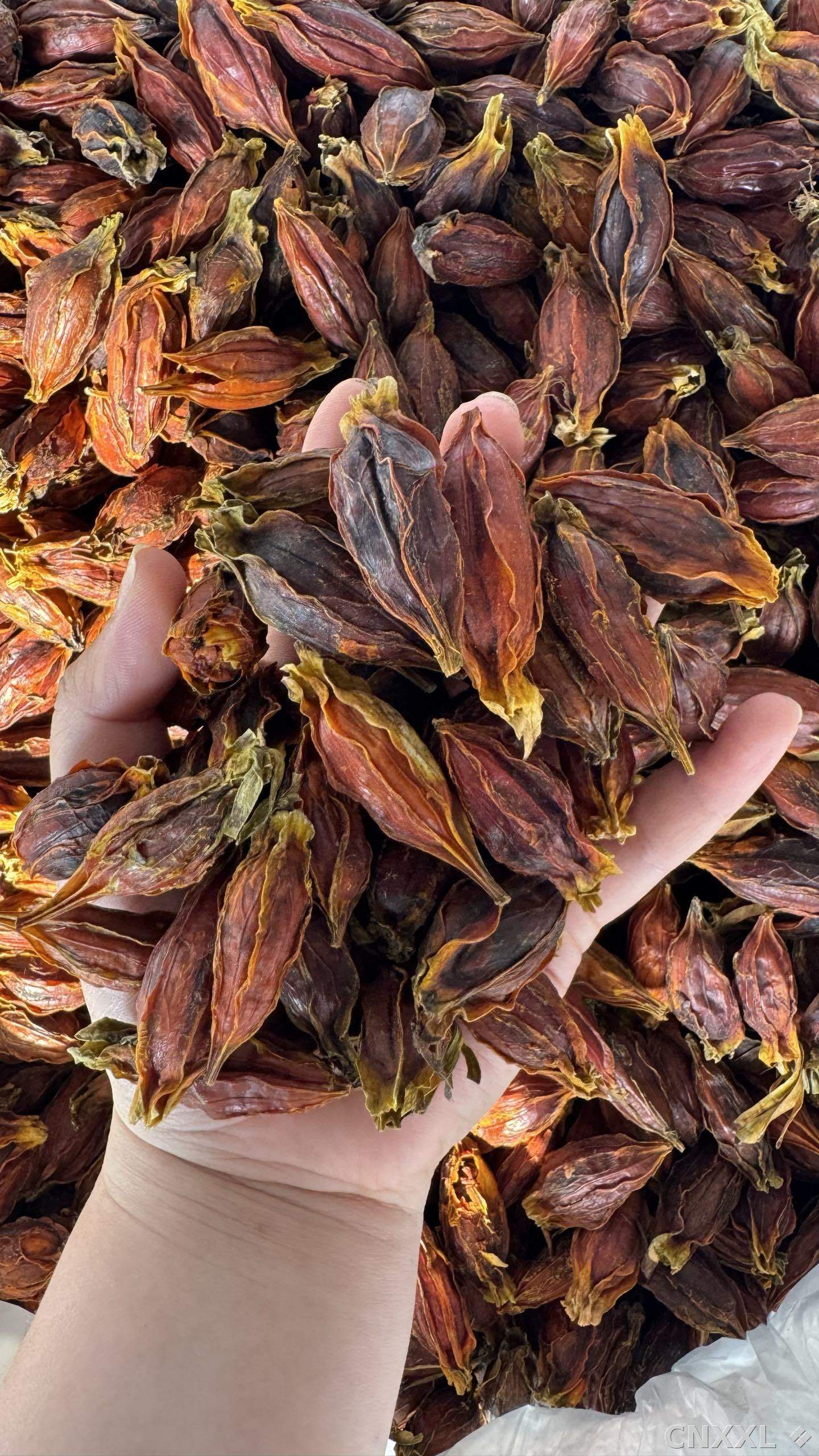 spice_25759_e21dc12f_1.jpg