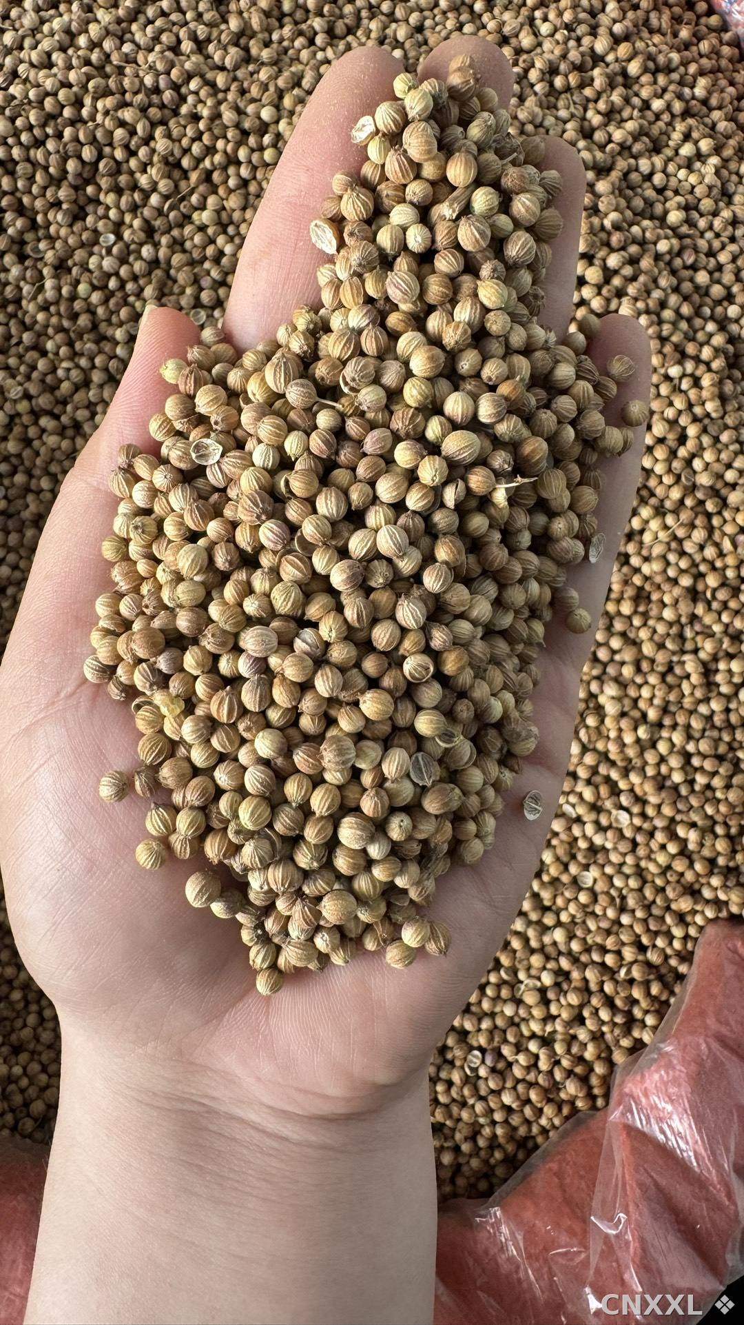 spice_25760_4dcbce7d_1.jpg
