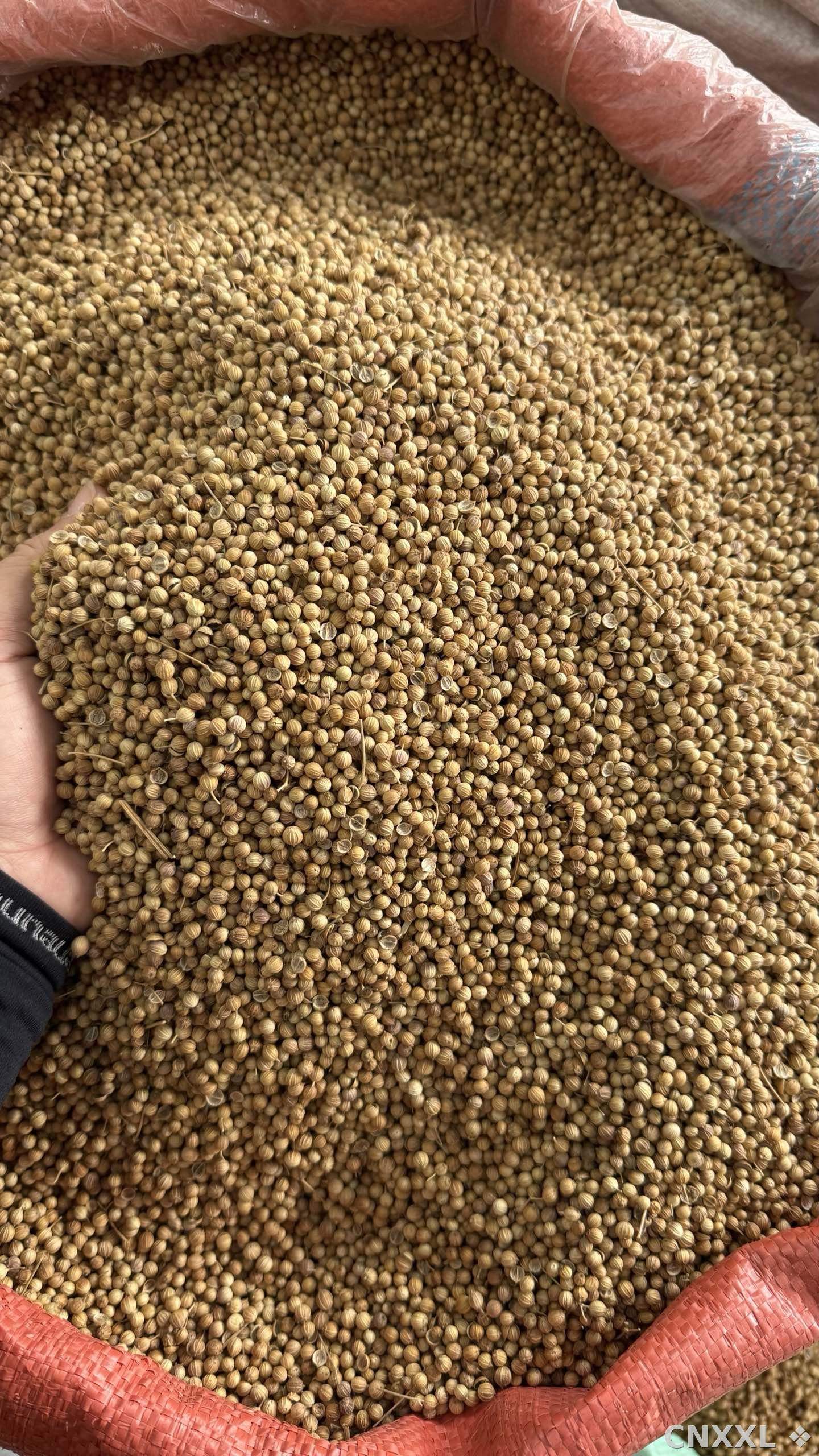 spice_25760_8c6e6621_3.jpg