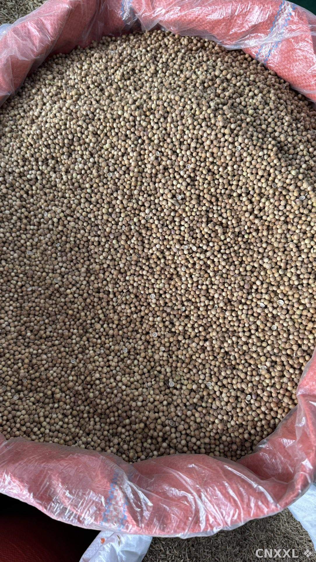 spice_25760_a0bd2a60_3.jpg