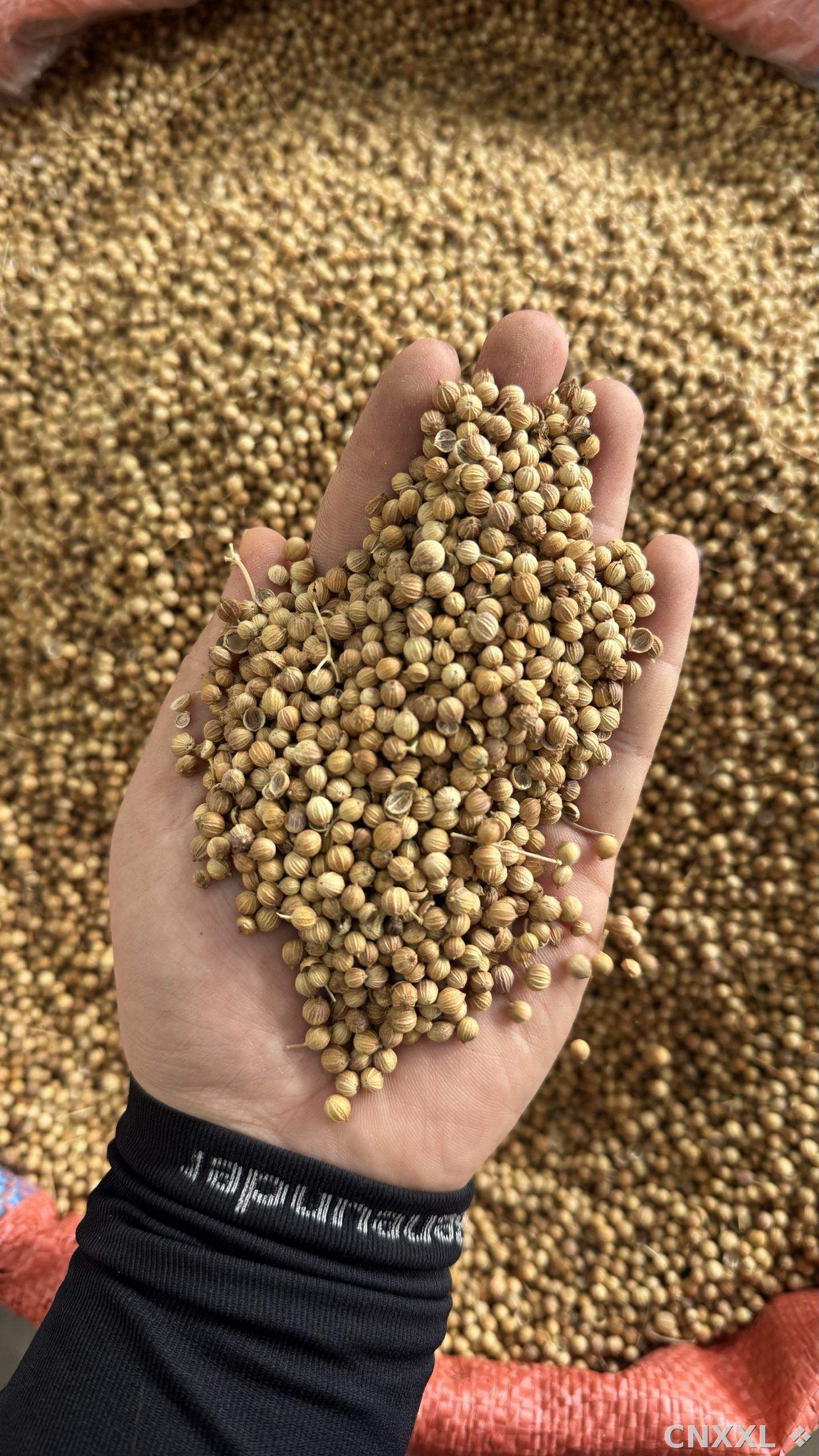 spice_25760_fd09c3f8_2.jpg