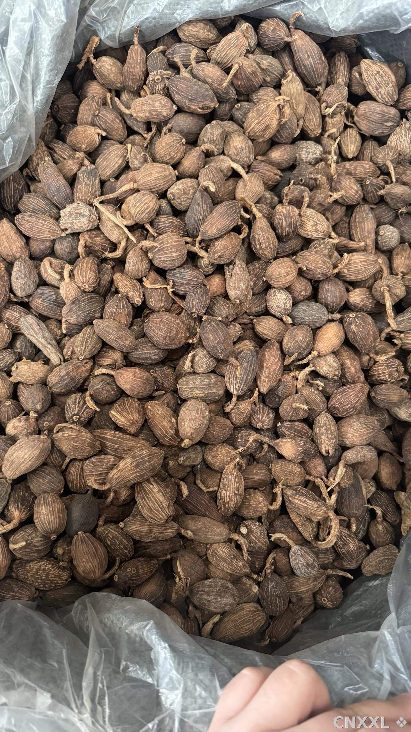 spice_25763_826952bf_2.jpg