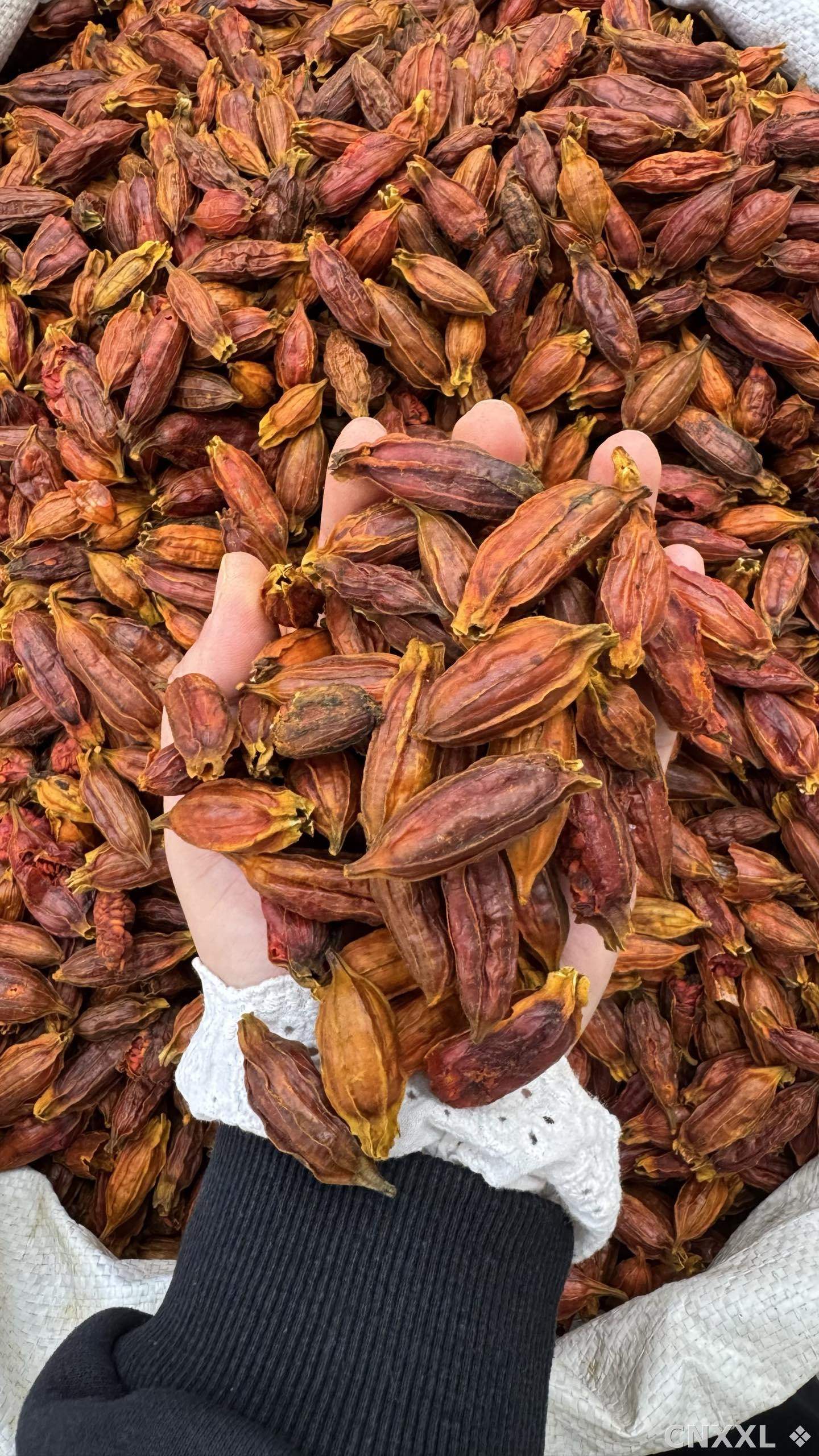 spice_25765_4089fa0a_2.jpg