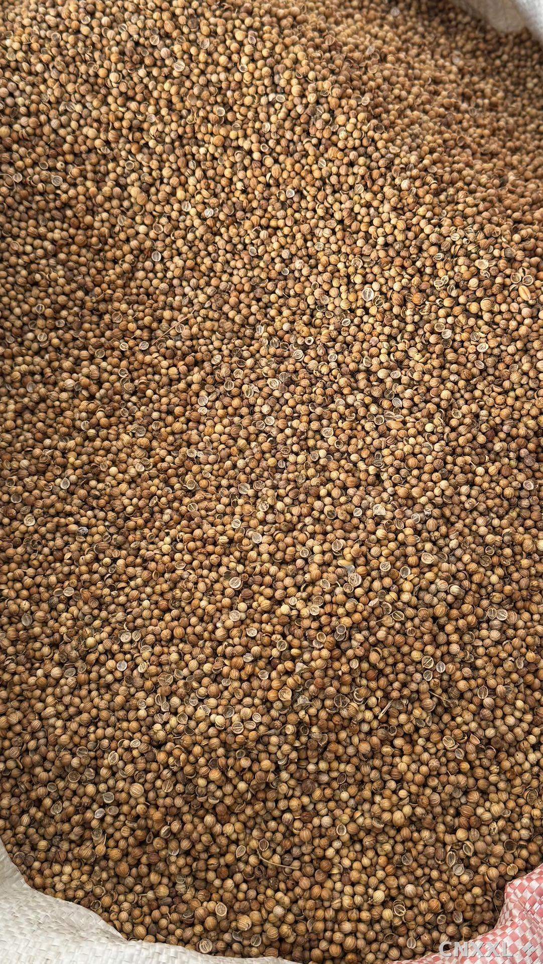 spice_25766_7a9f0467_3.jpg