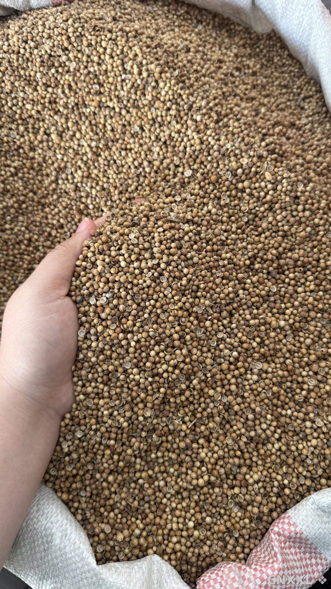 spice_25766_d32b42df_2.jpg