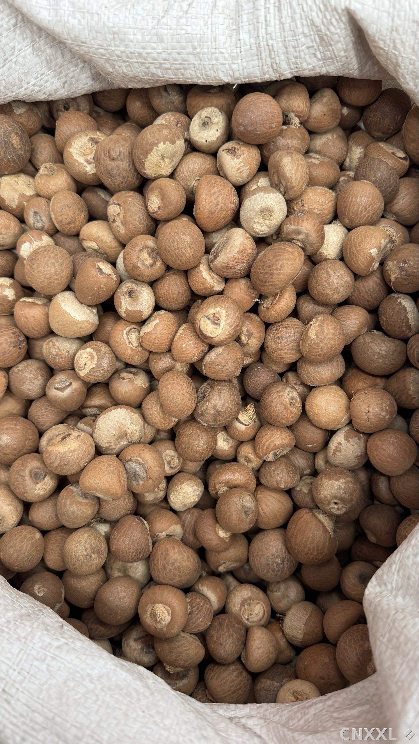 spice_25783_6ca4a31a_3.jpg