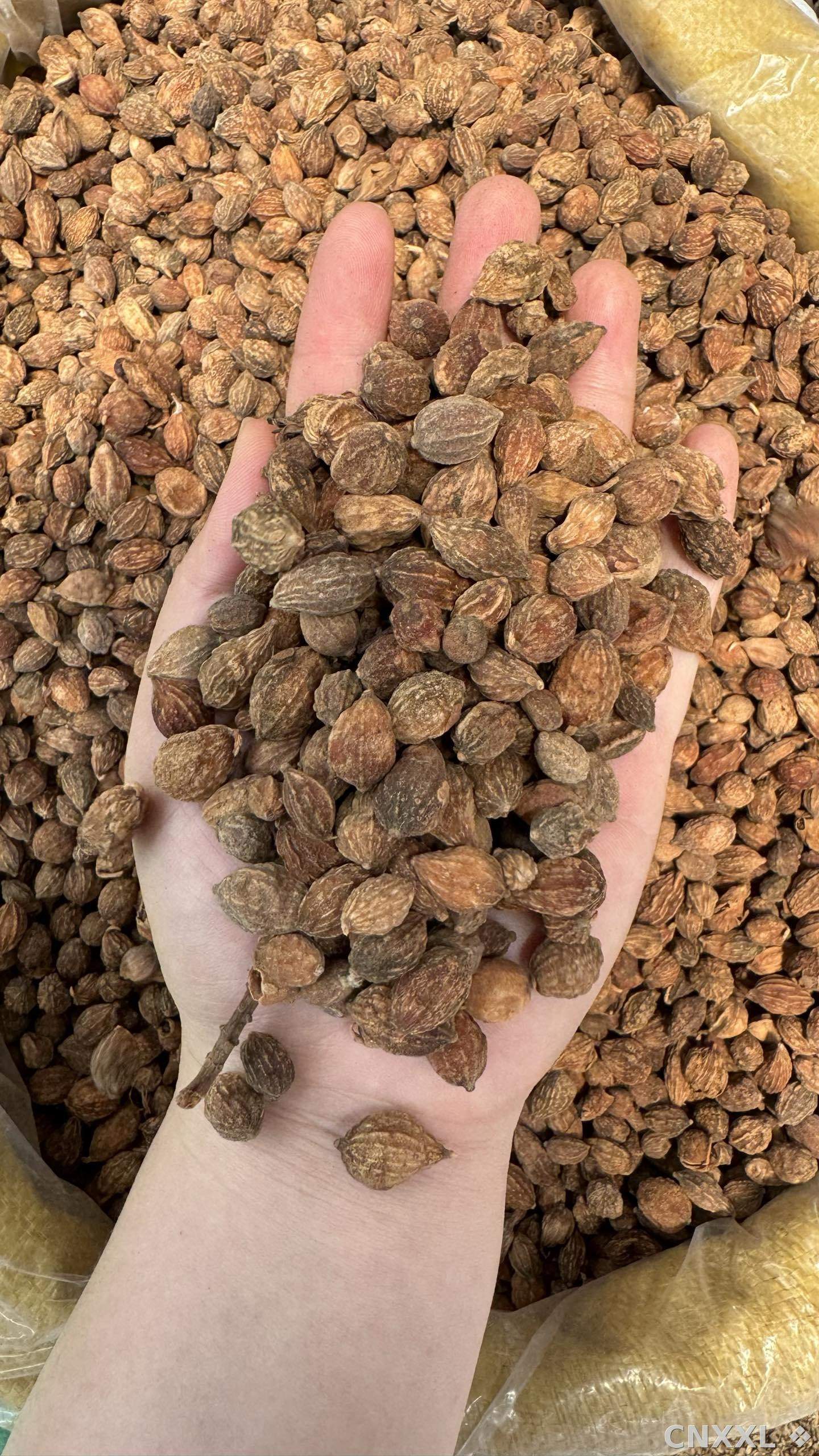 spice_25790_e20d8b71_1.jpg