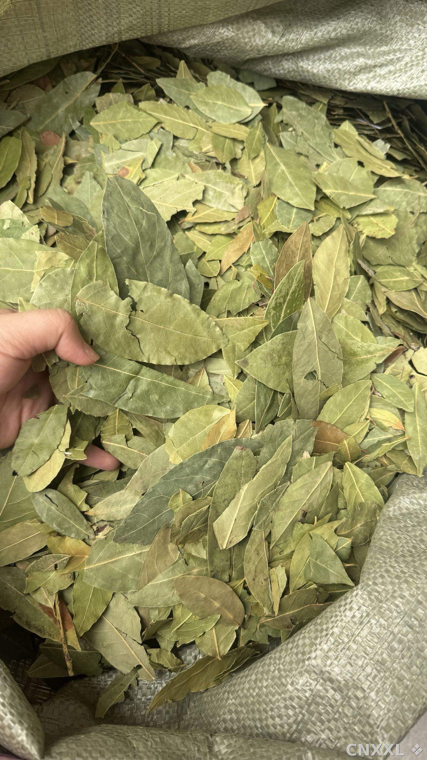 spice_25795_02d05fb6_3.jpg