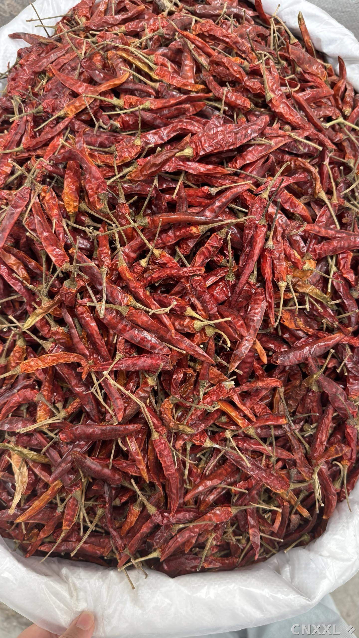 spice_25805_3e23af1e_3.jpg