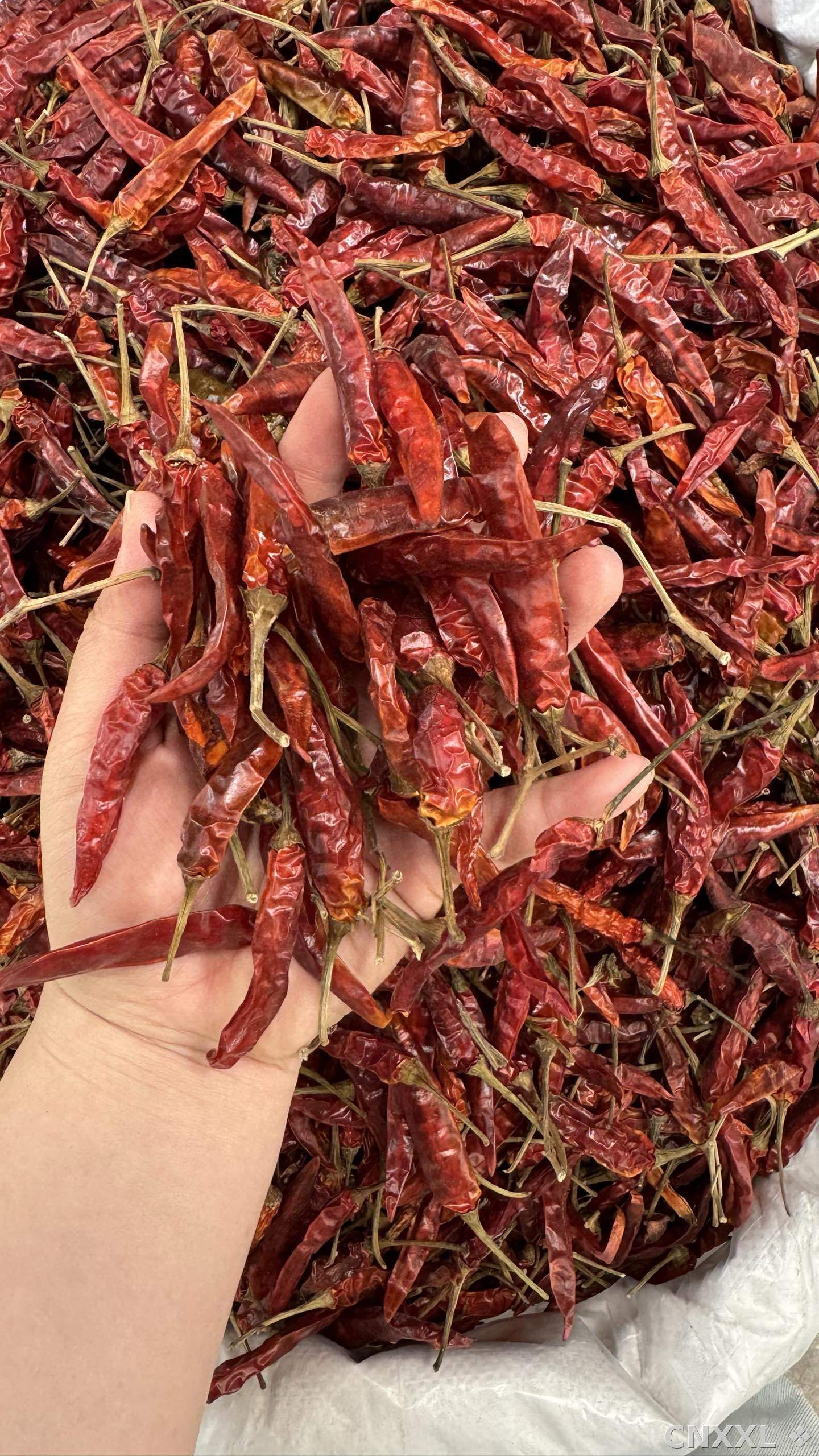spice_25805_89c365f0_1.jpg