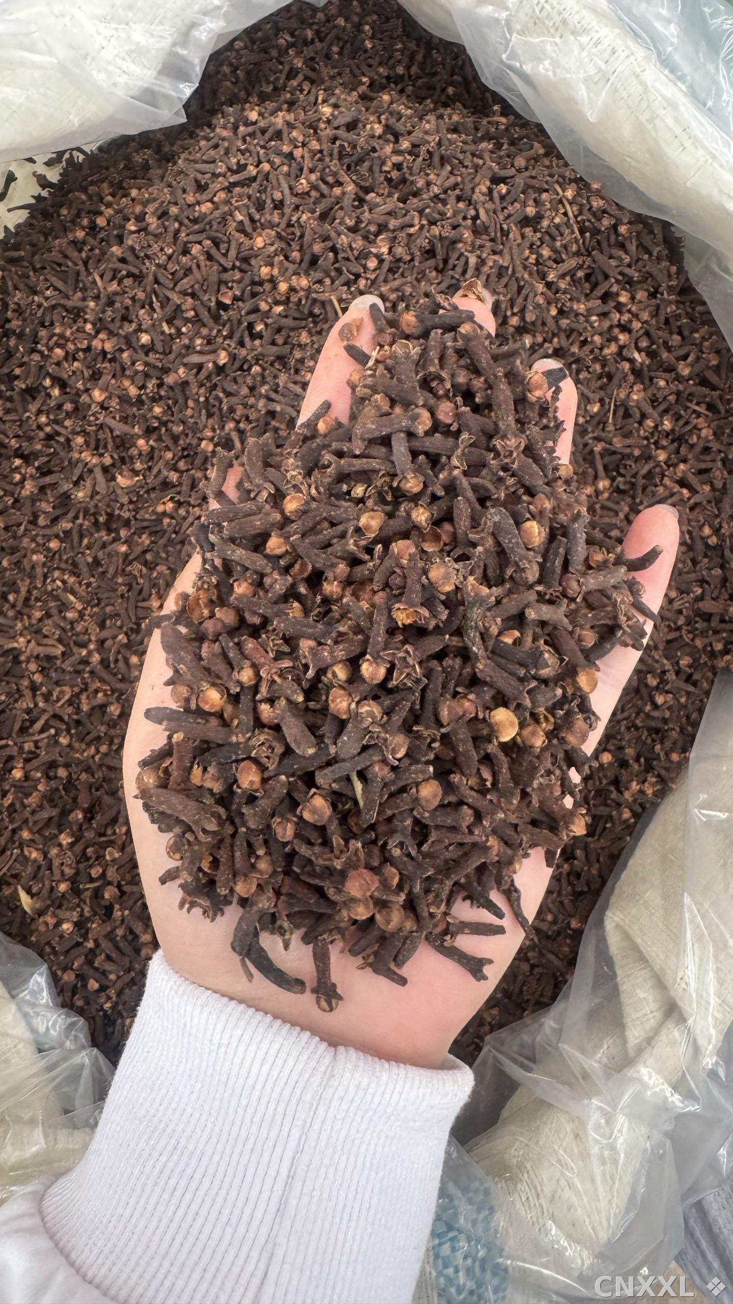 spice_25809_ca5c9b1d_1.jpg