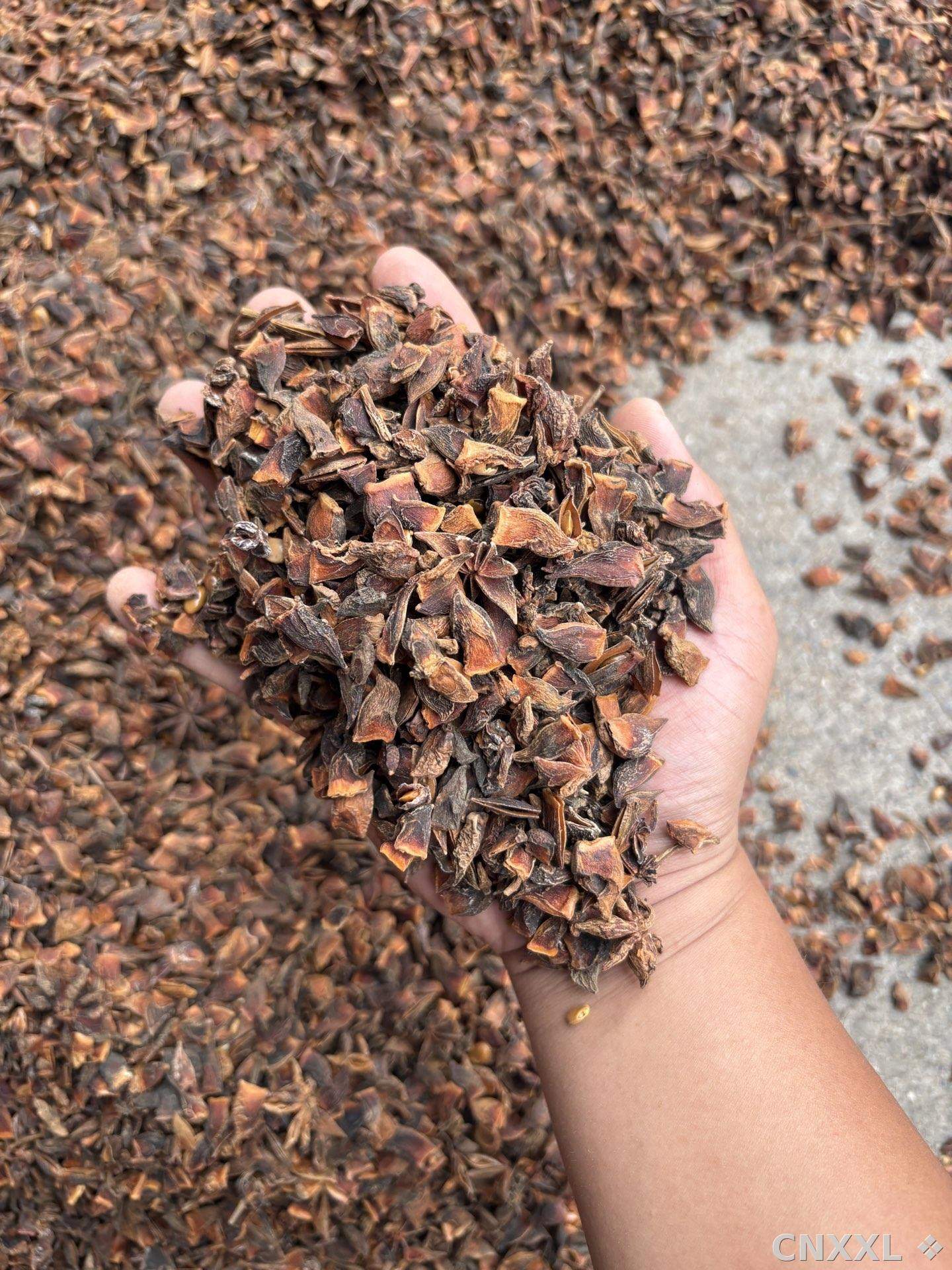 spice_25813_0ca60668_1.jpg