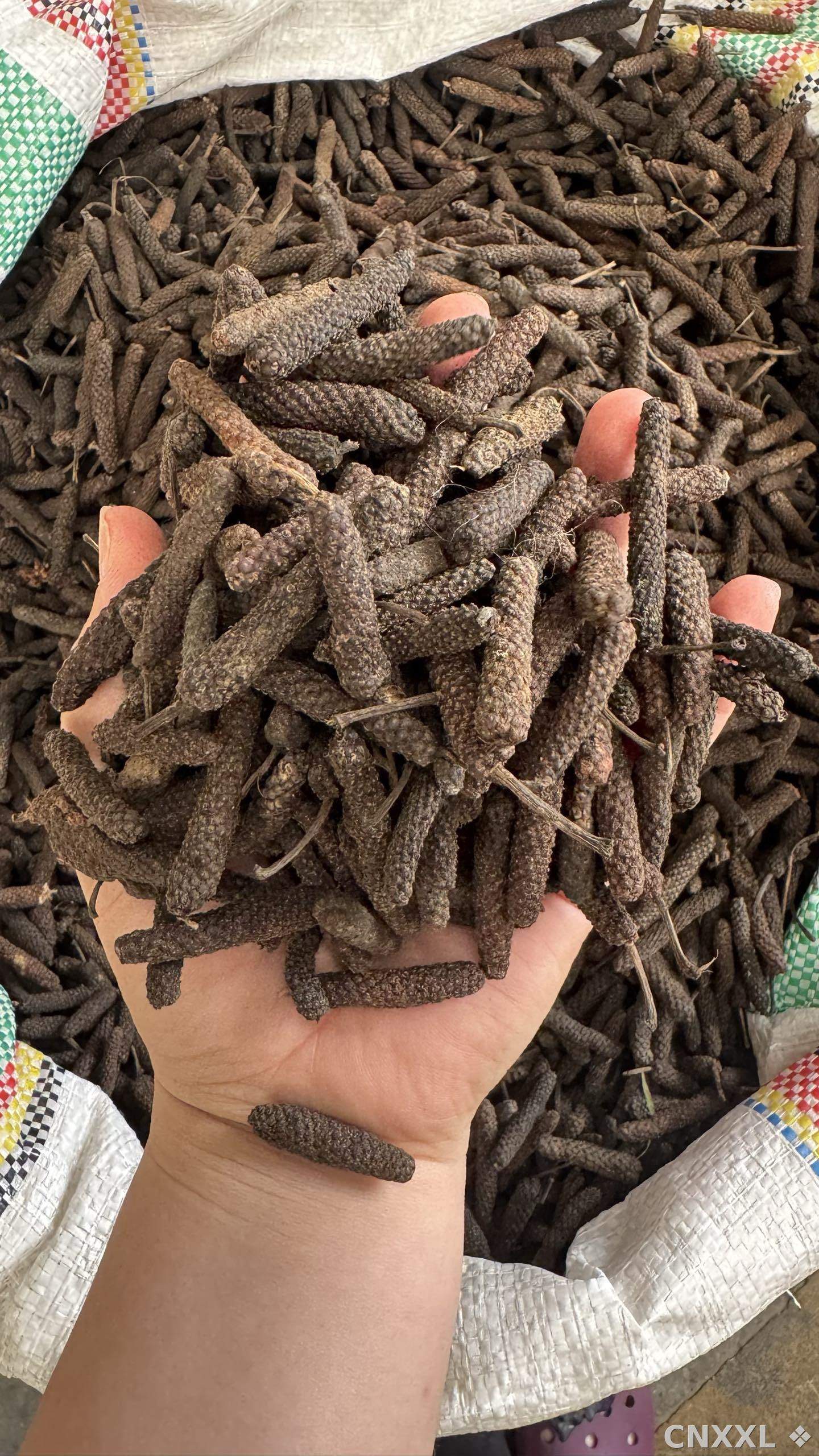 spice_25822_29a8b115_2.jpg