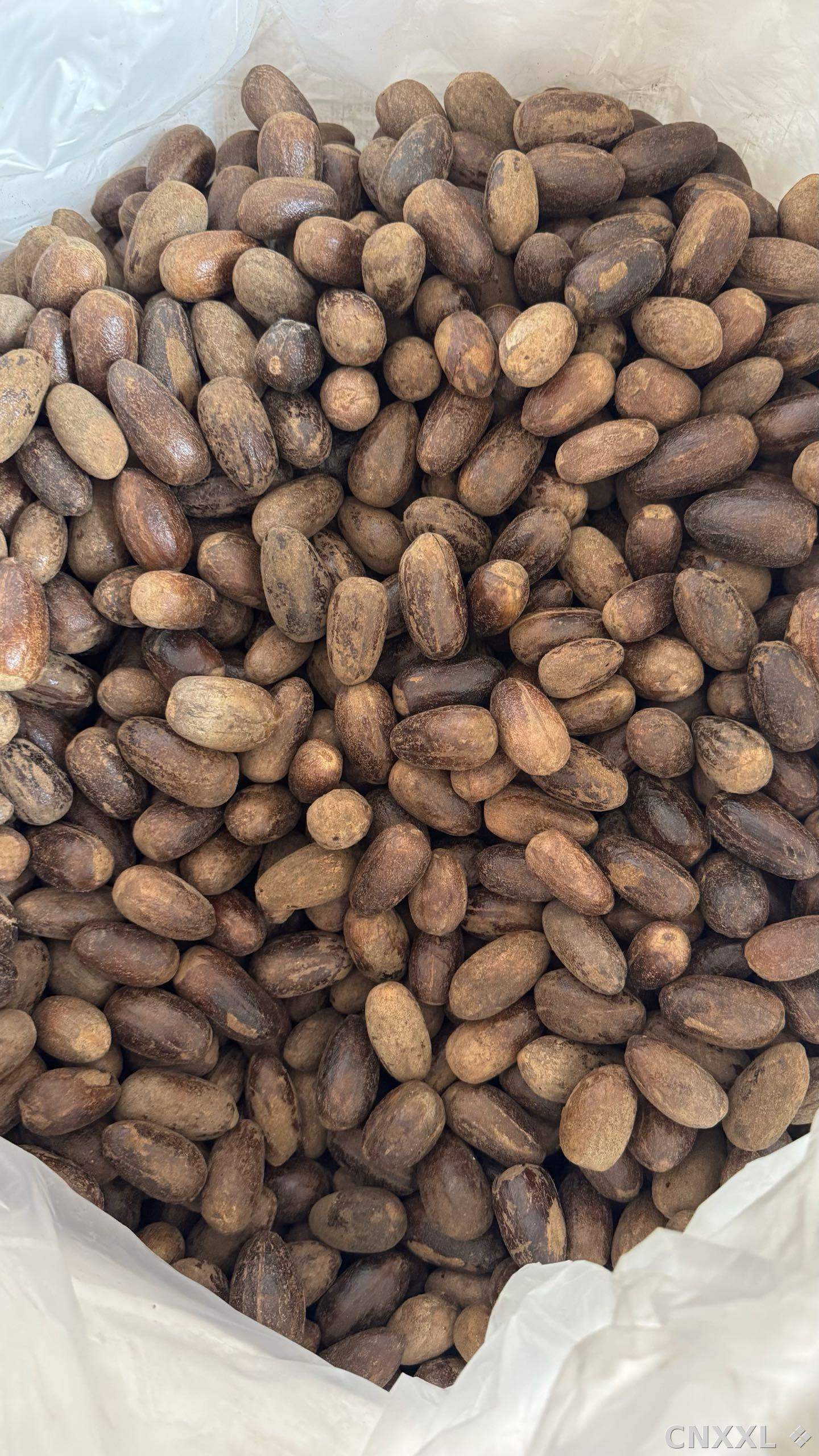 spice_25825_b9c7a0b8_3.jpg