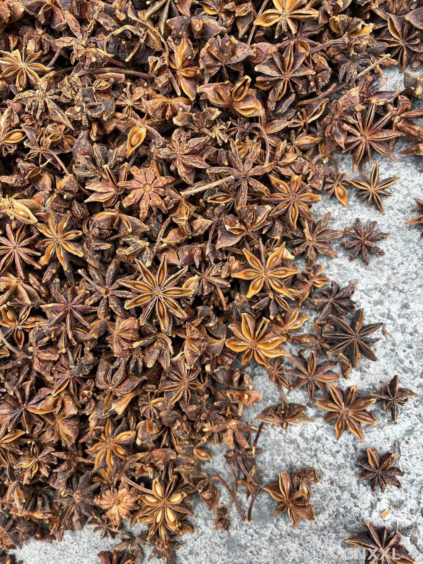 spice_25827_6c3f65ca_3.jpg