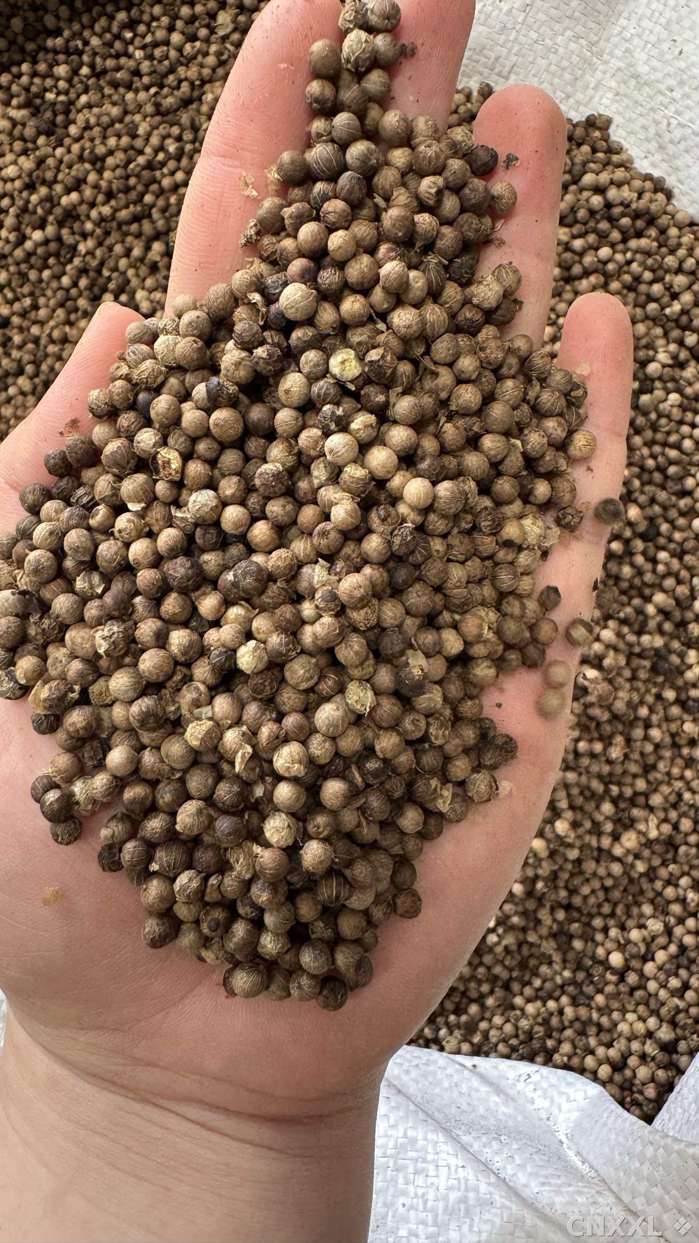 spice_25831_b2a68fda_1.jpg