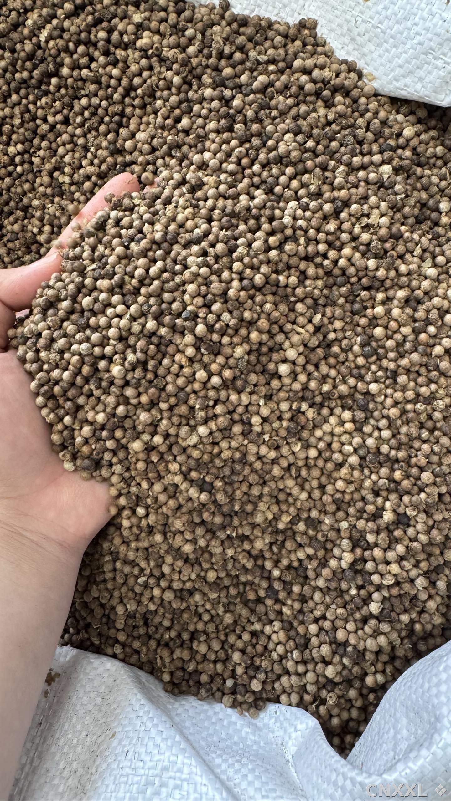 spice_25831_d84cf6db_3.jpg