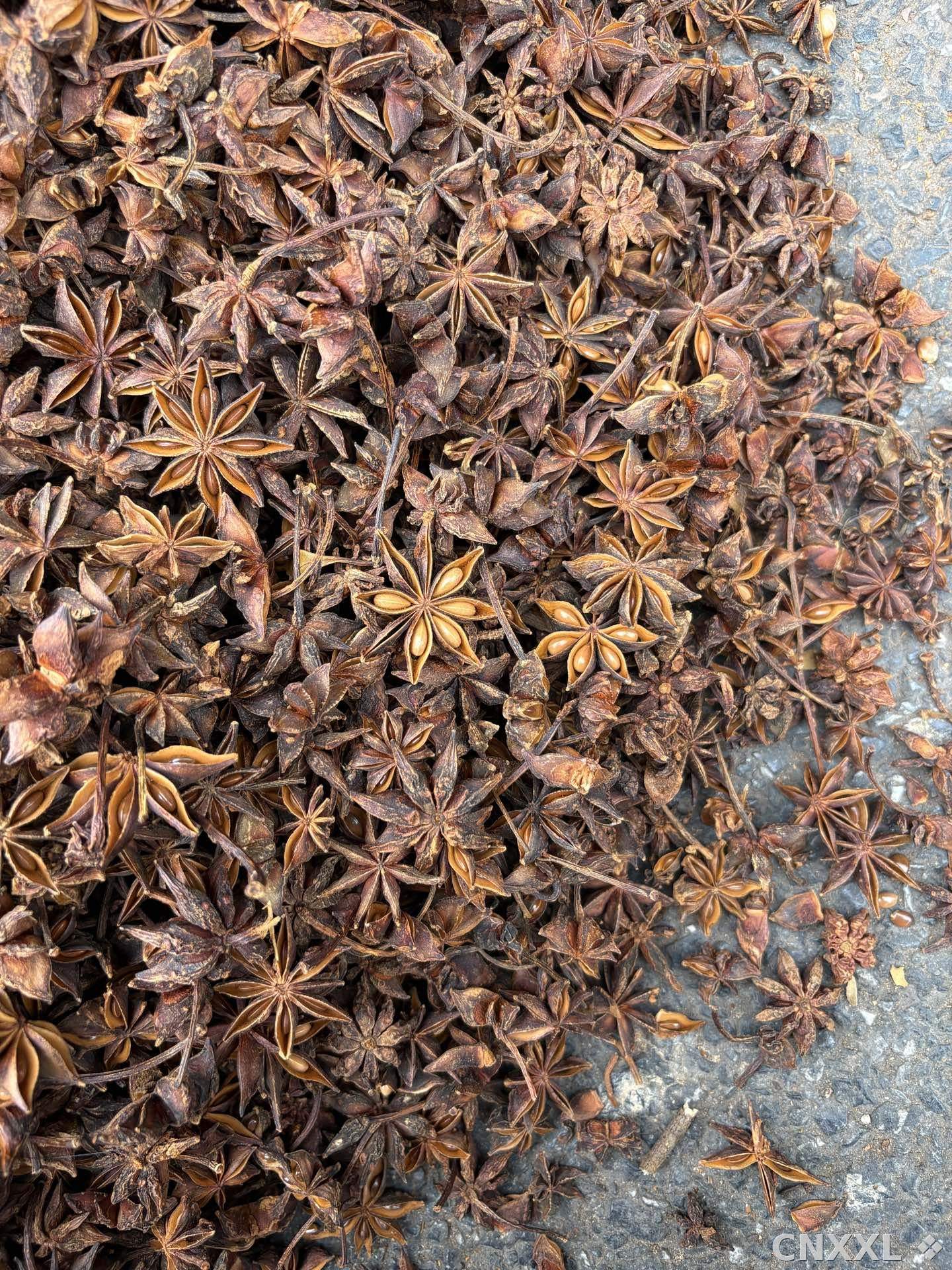 spice_25832_aaf86f31_3.jpg