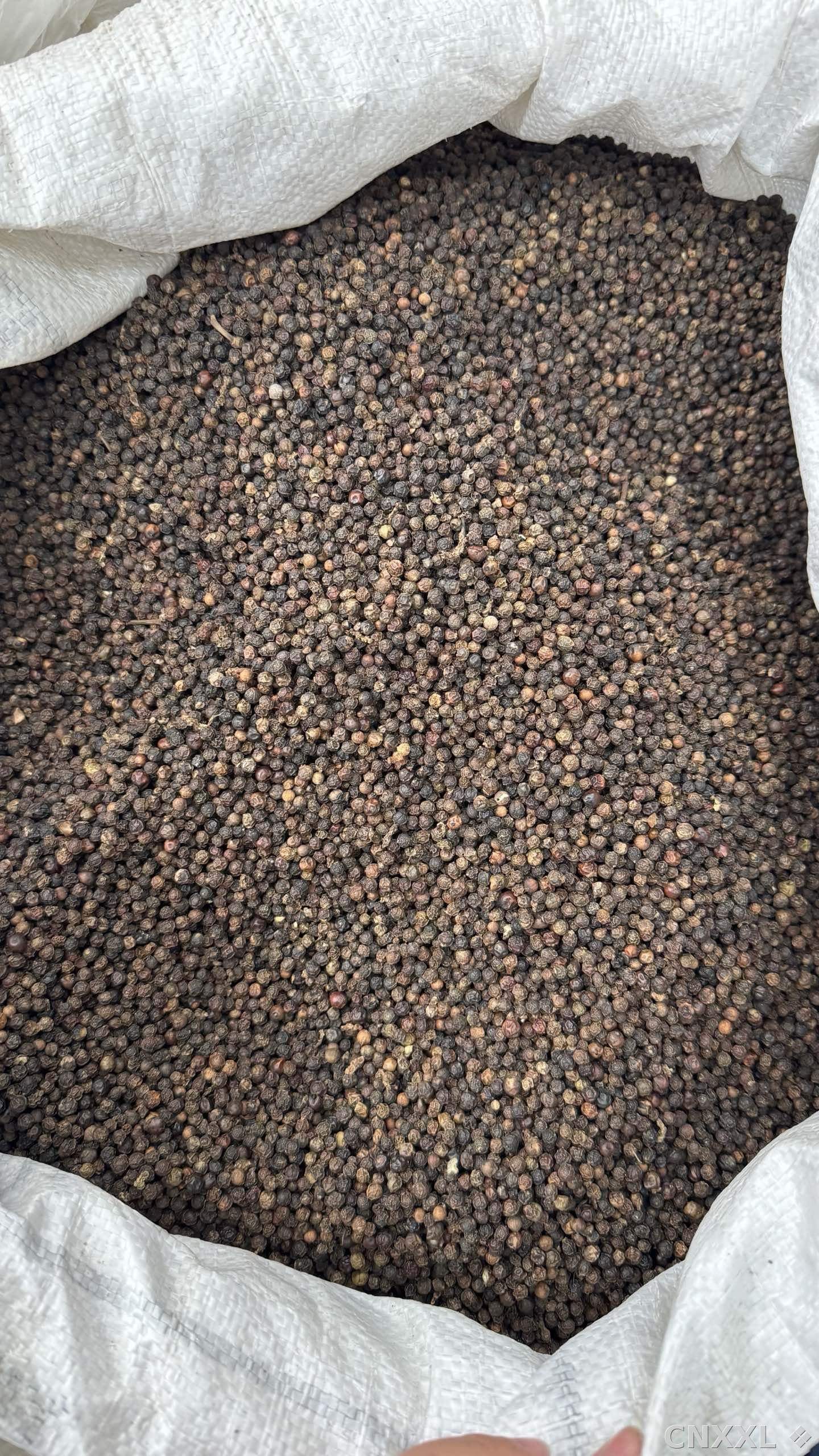 spice_25833_b6912f40_3.jpg