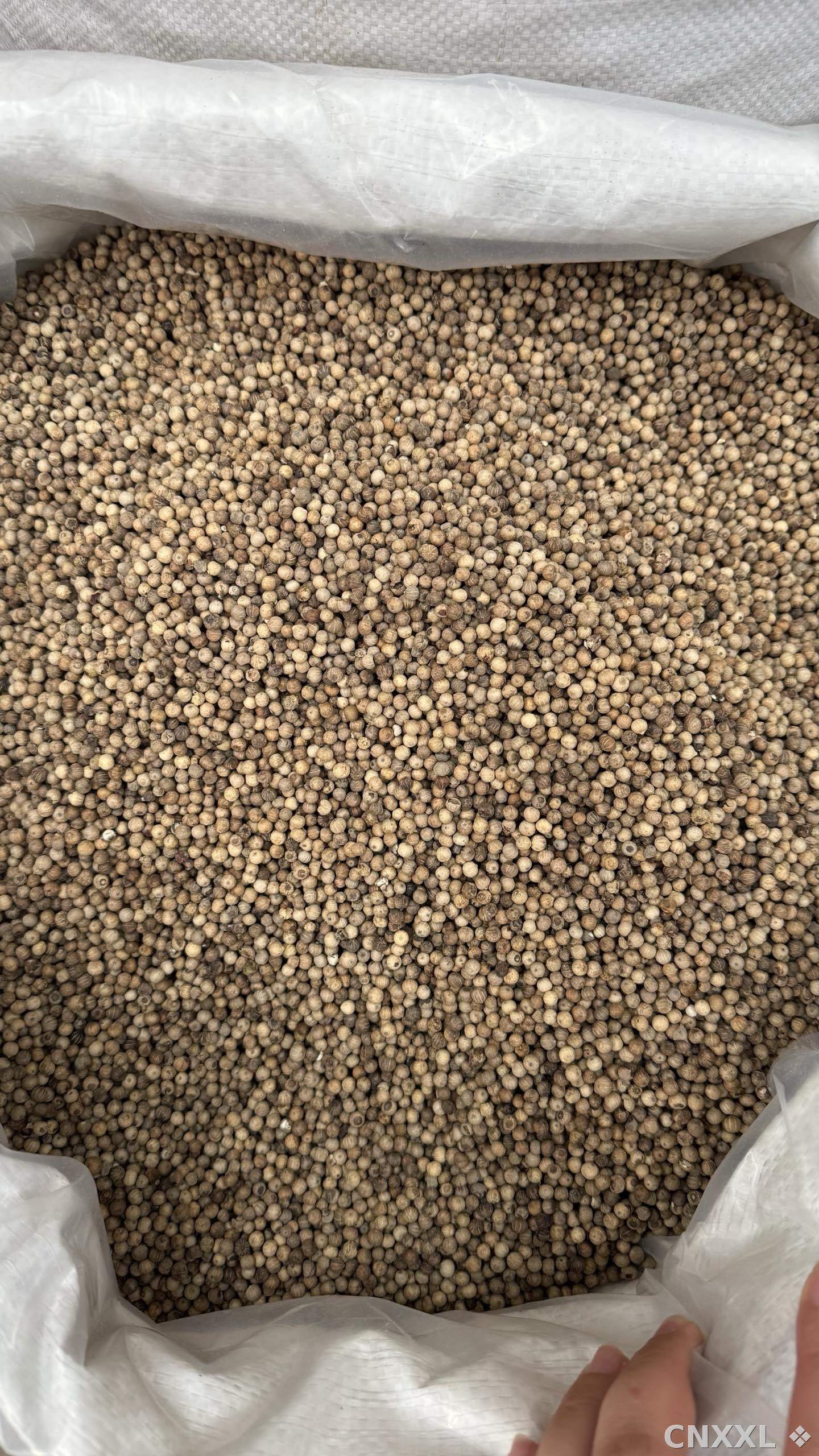 spice_25836_6ac2f4da_3.jpg