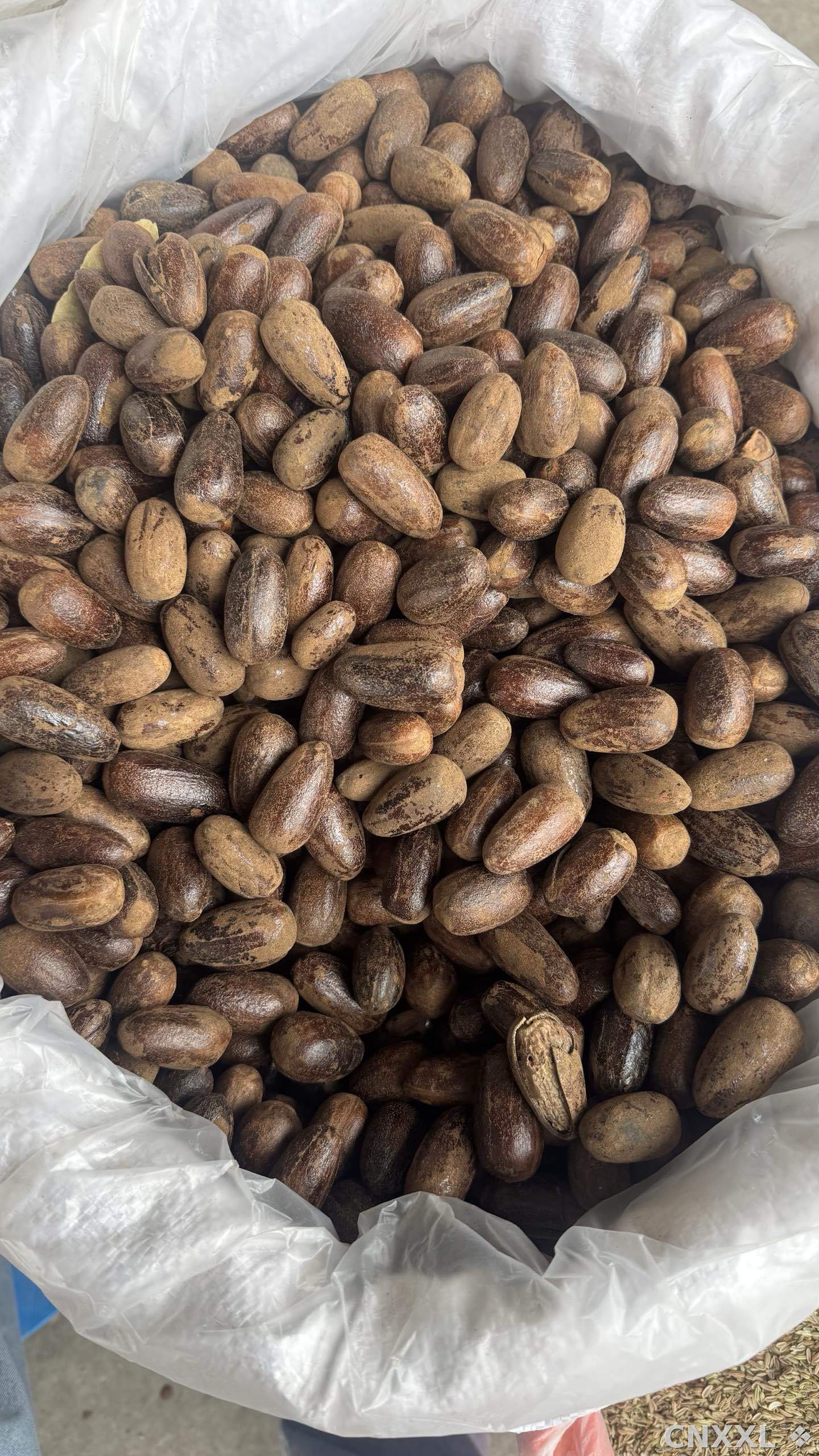 spice_25839_cf272d60_3.jpg