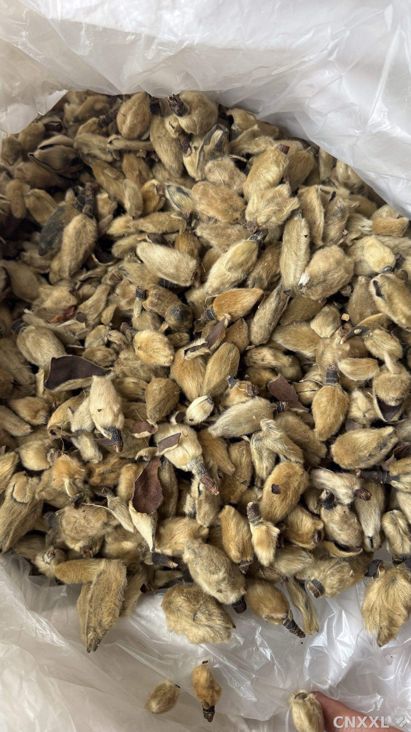 spice_25848_7de2cf70_3.jpg