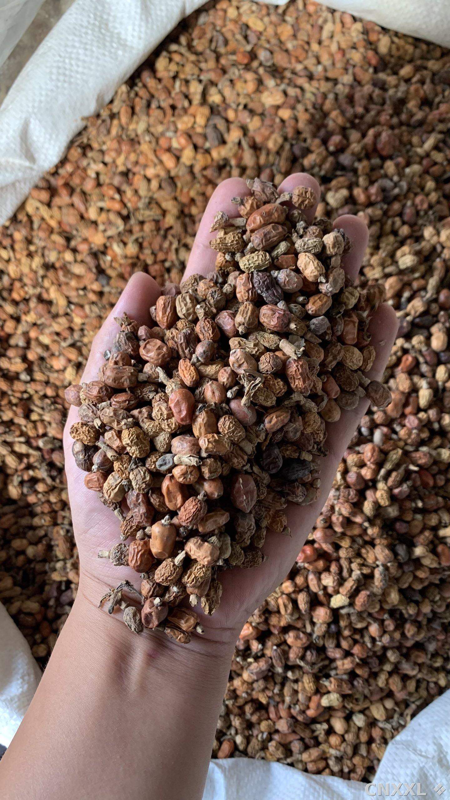 spice_25861_ab44c2ec_1.jpg