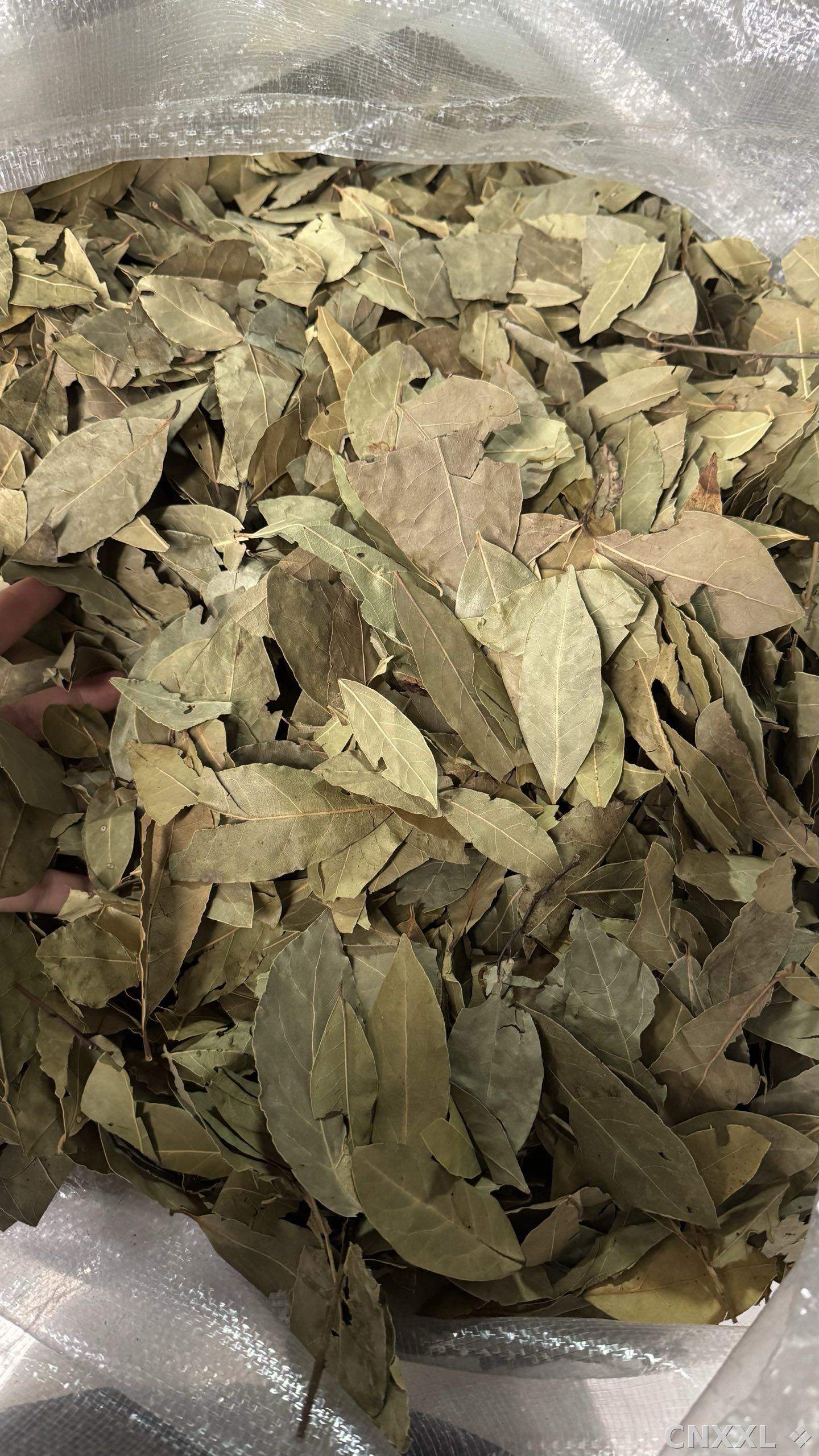 spice_25865_e2a0409c_2.jpg
