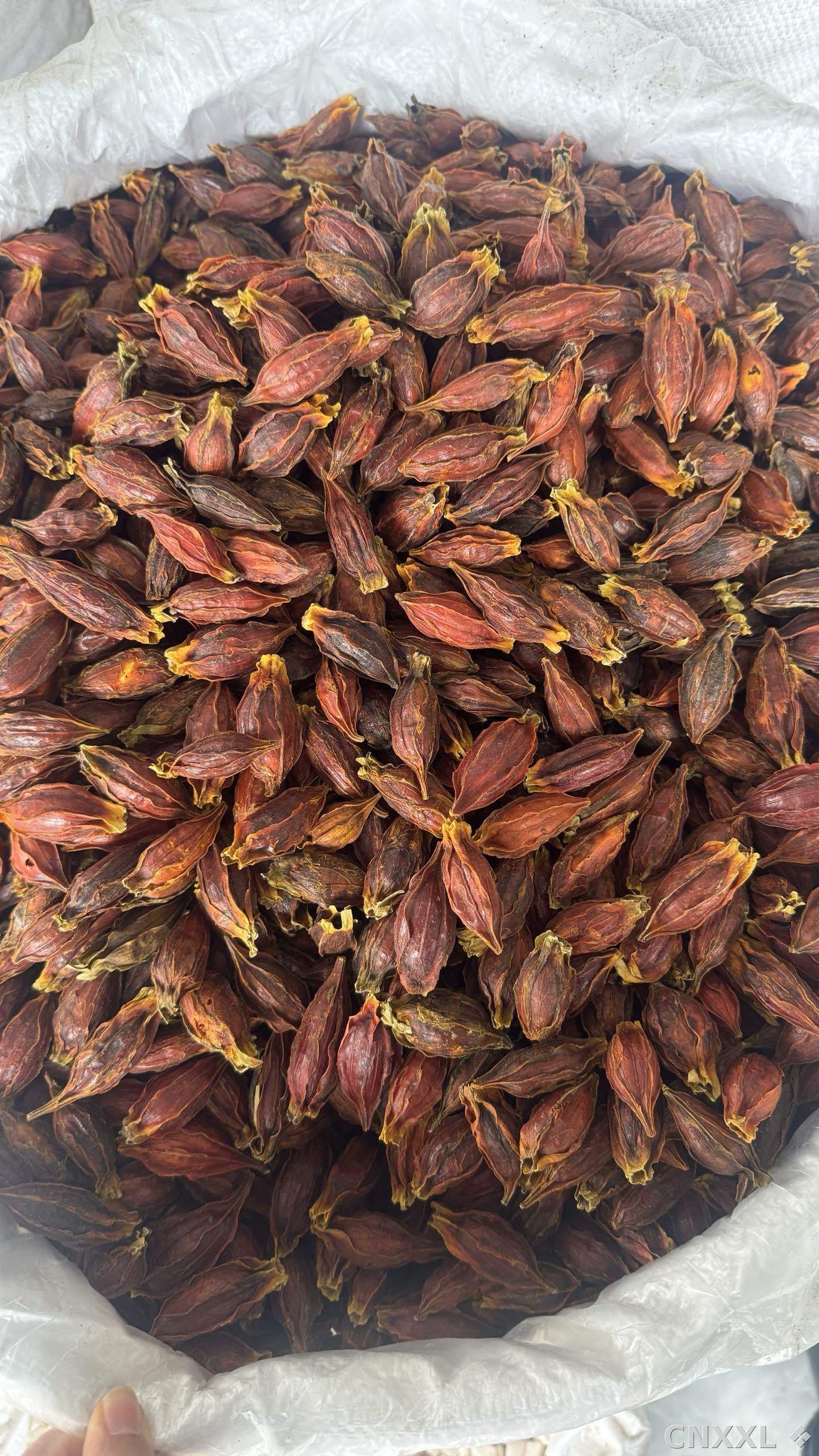 spice_25866_9da41a70_3.jpg