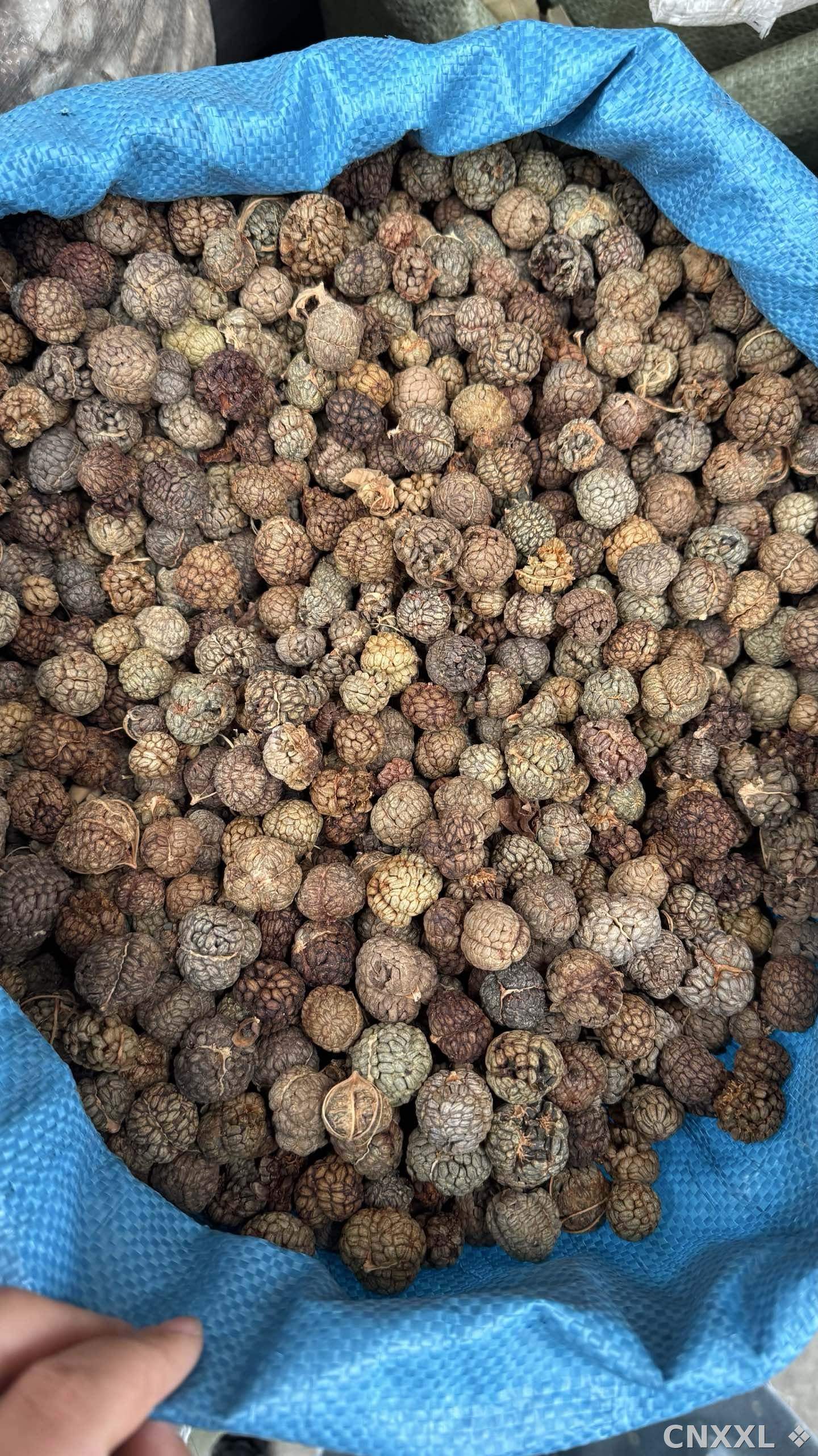 spice_25868_3a1d0fd9_2.jpg
