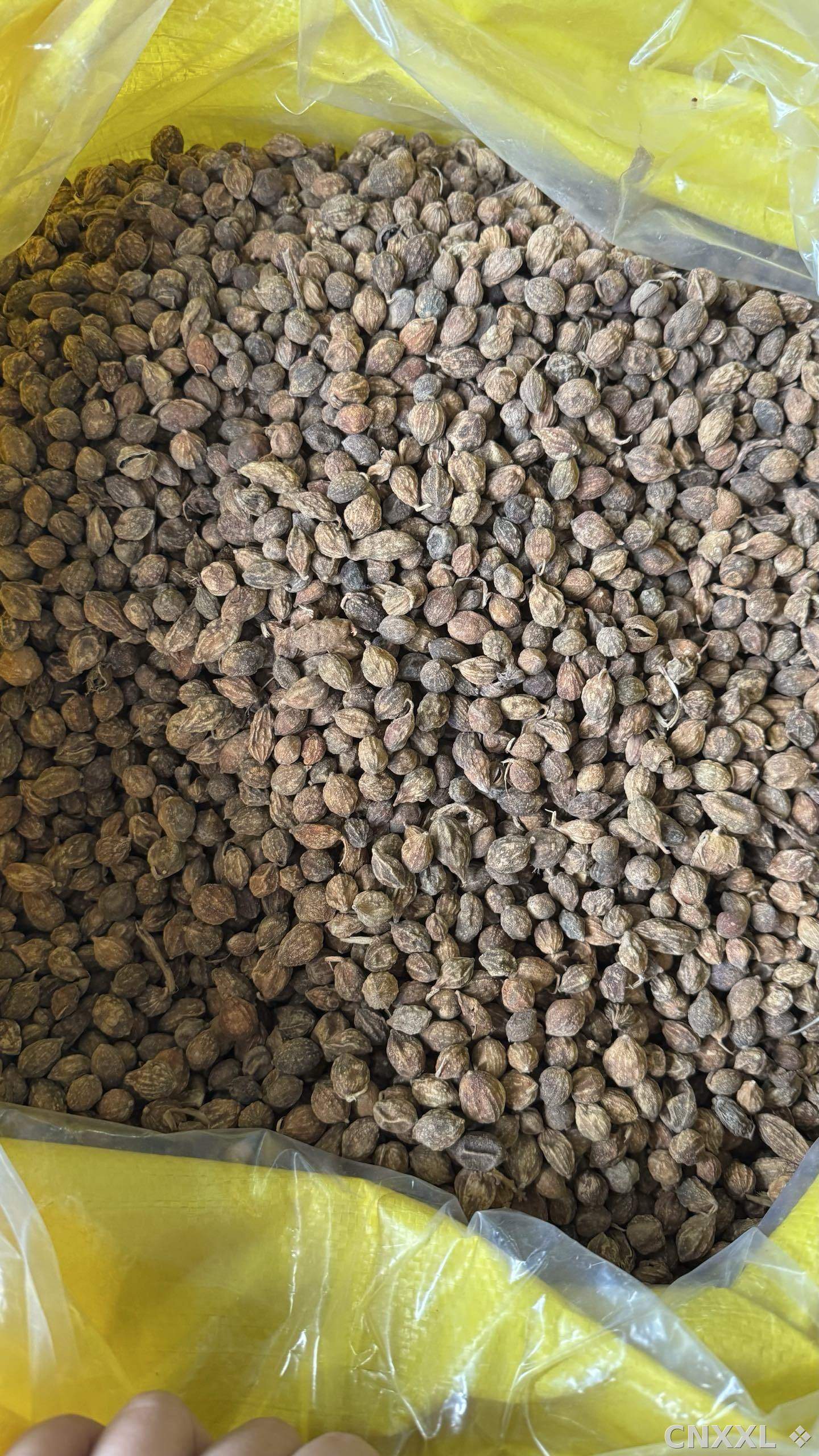 spice_25870_dd47869e_2.jpg