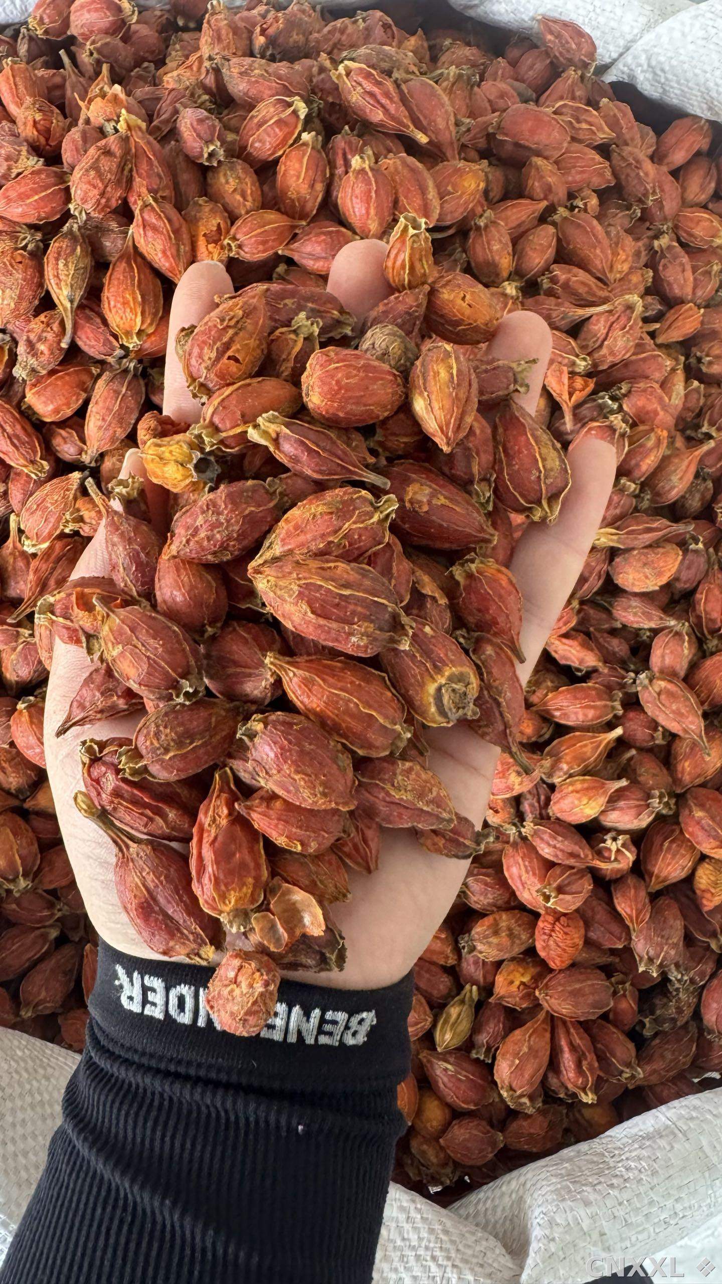 spice_25874_e1c7f553_1.jpg