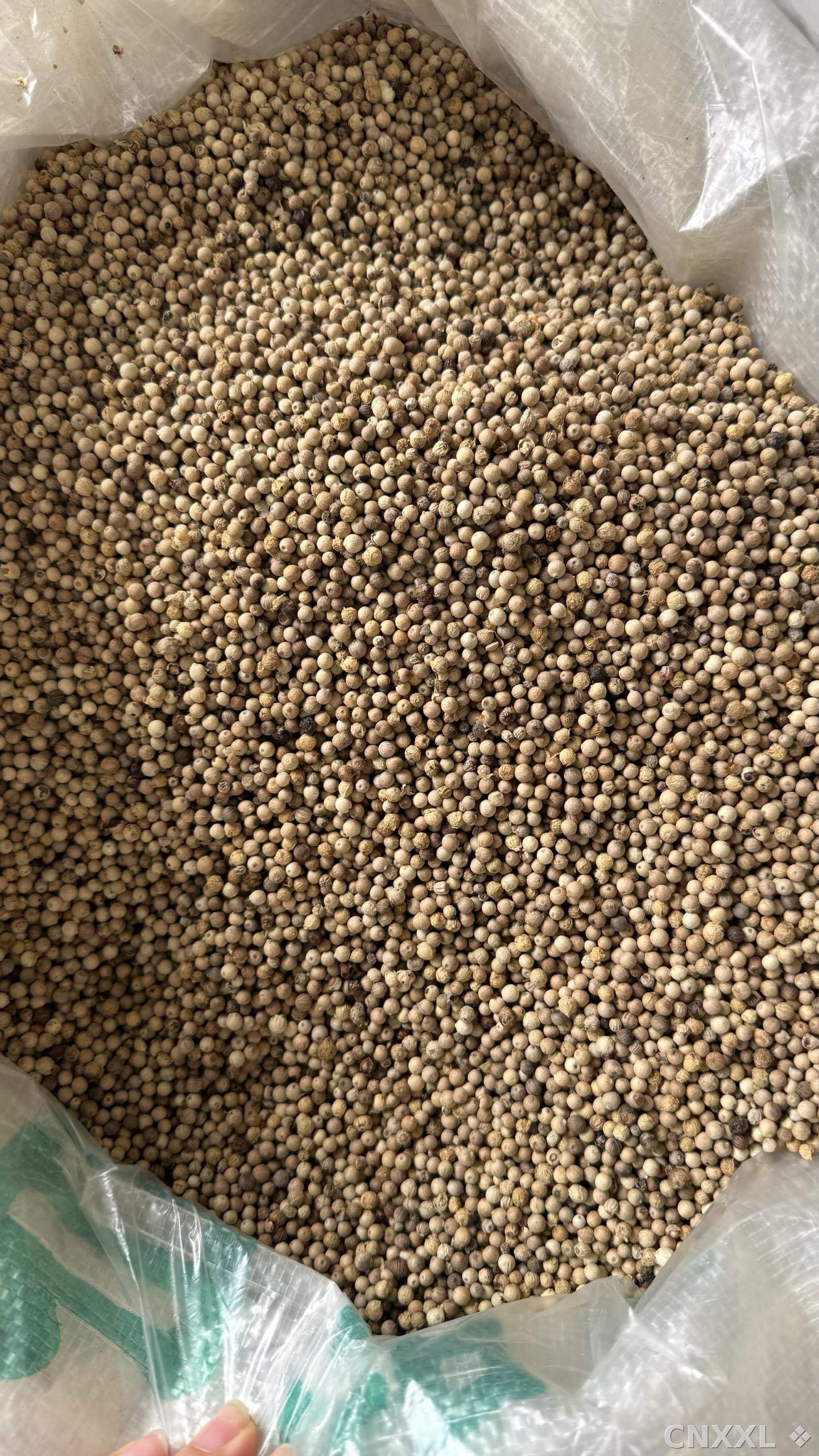 spice_25875_45f45f99_3.jpg