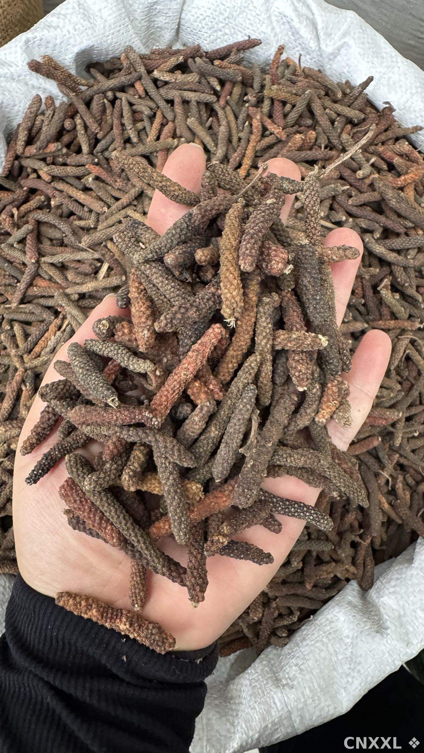 spice_25882_fe66aeb7_1.jpg