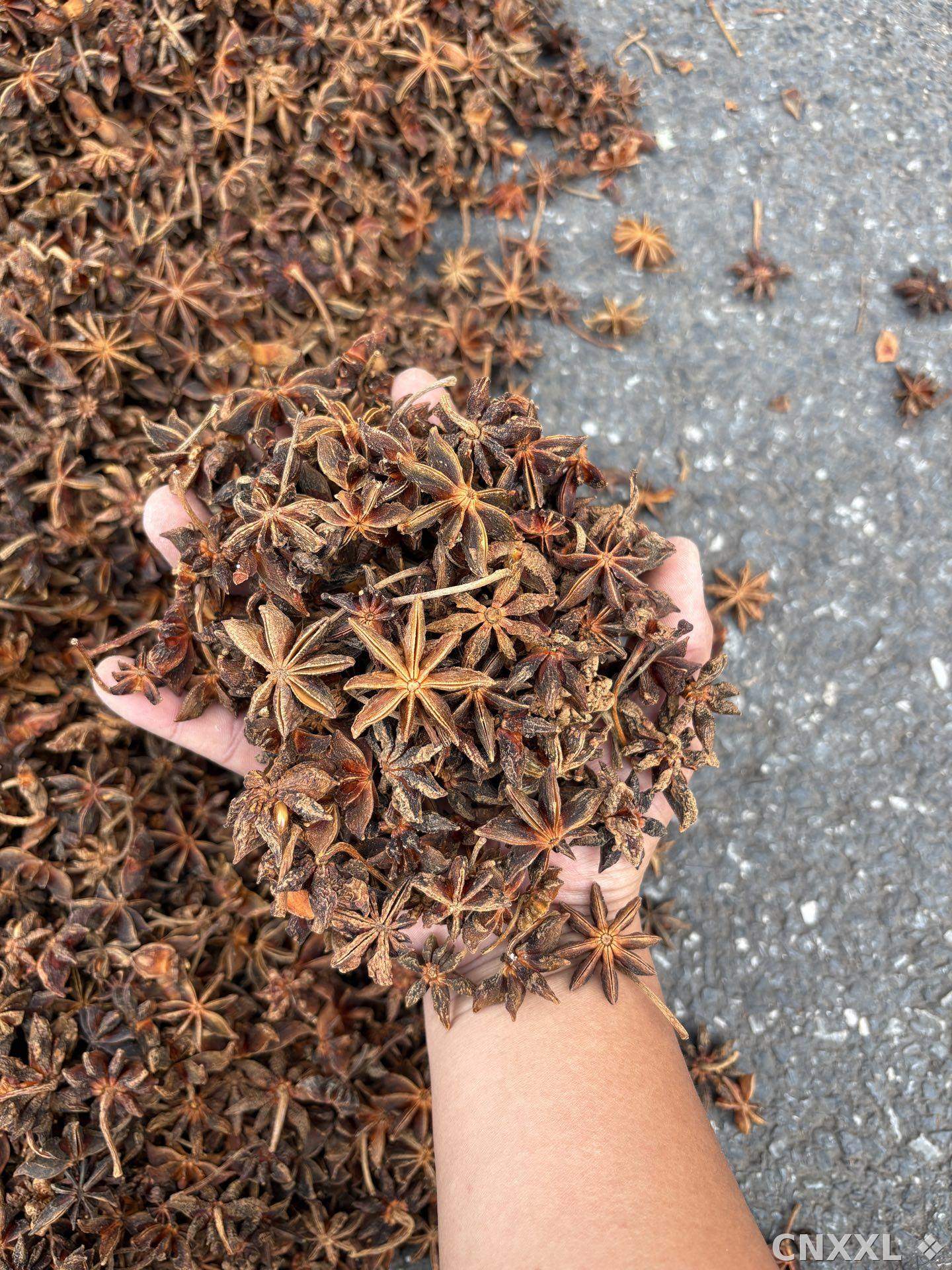 spice_25888_e7a1cbee_1.jpg