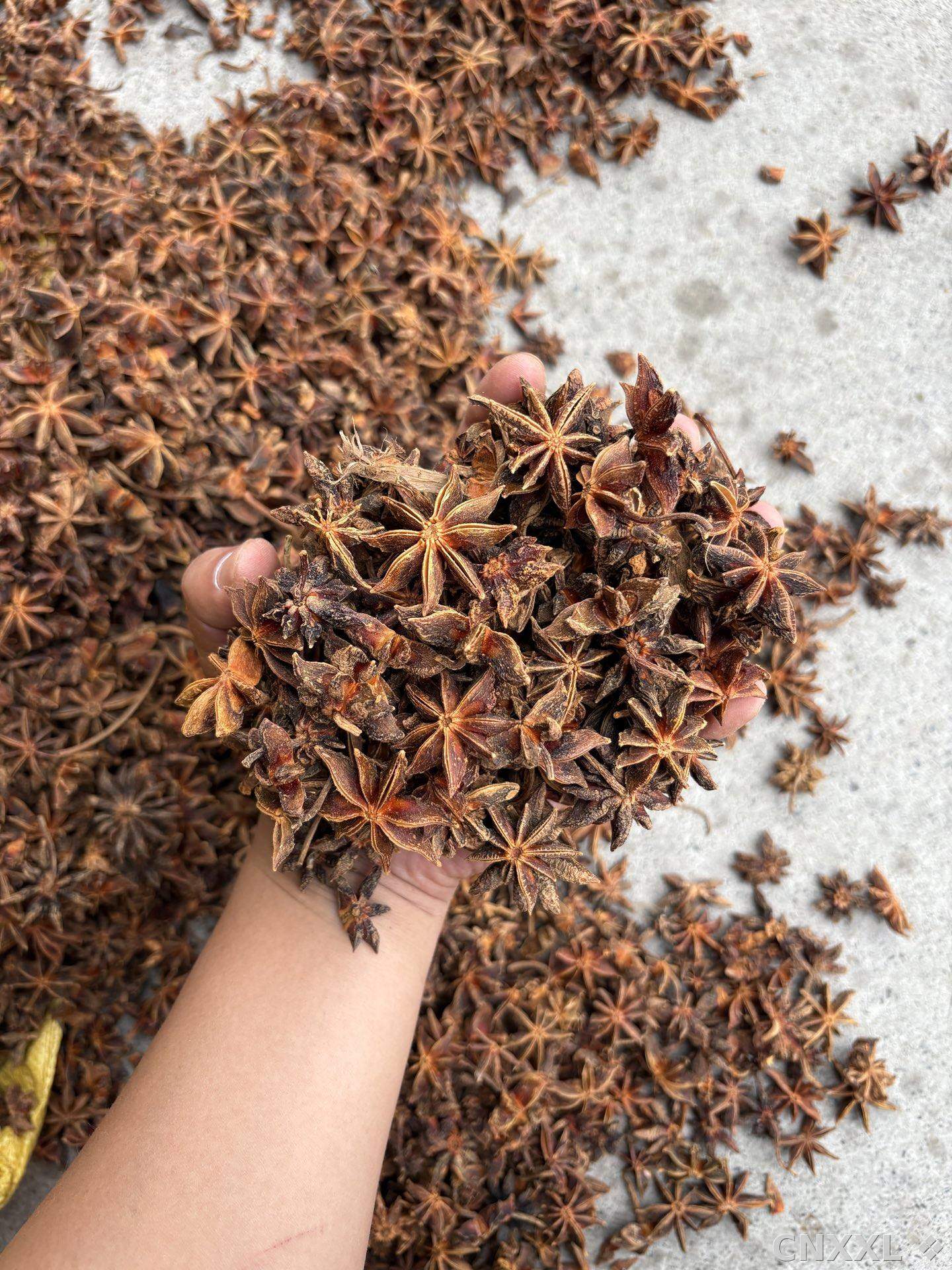 spice_25889_047a9a77_2.jpg