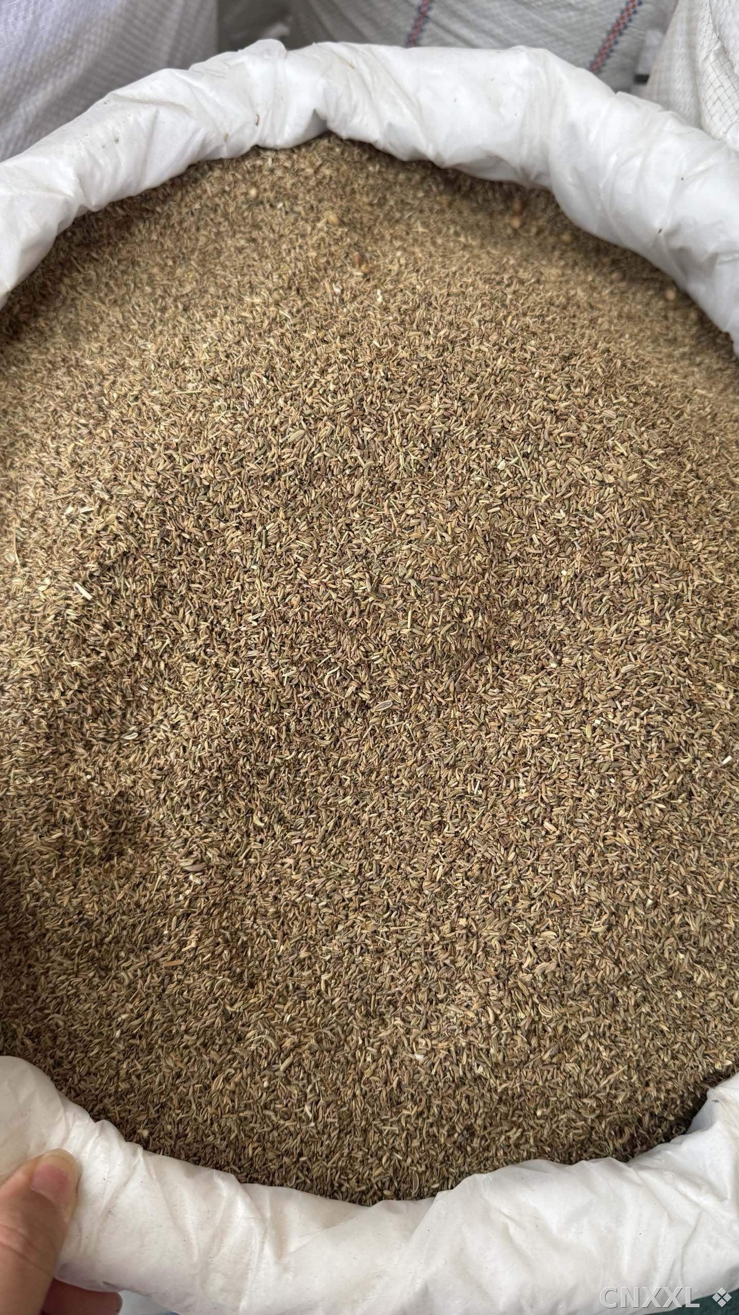 spice_25895_e033d9c2_3.jpg
