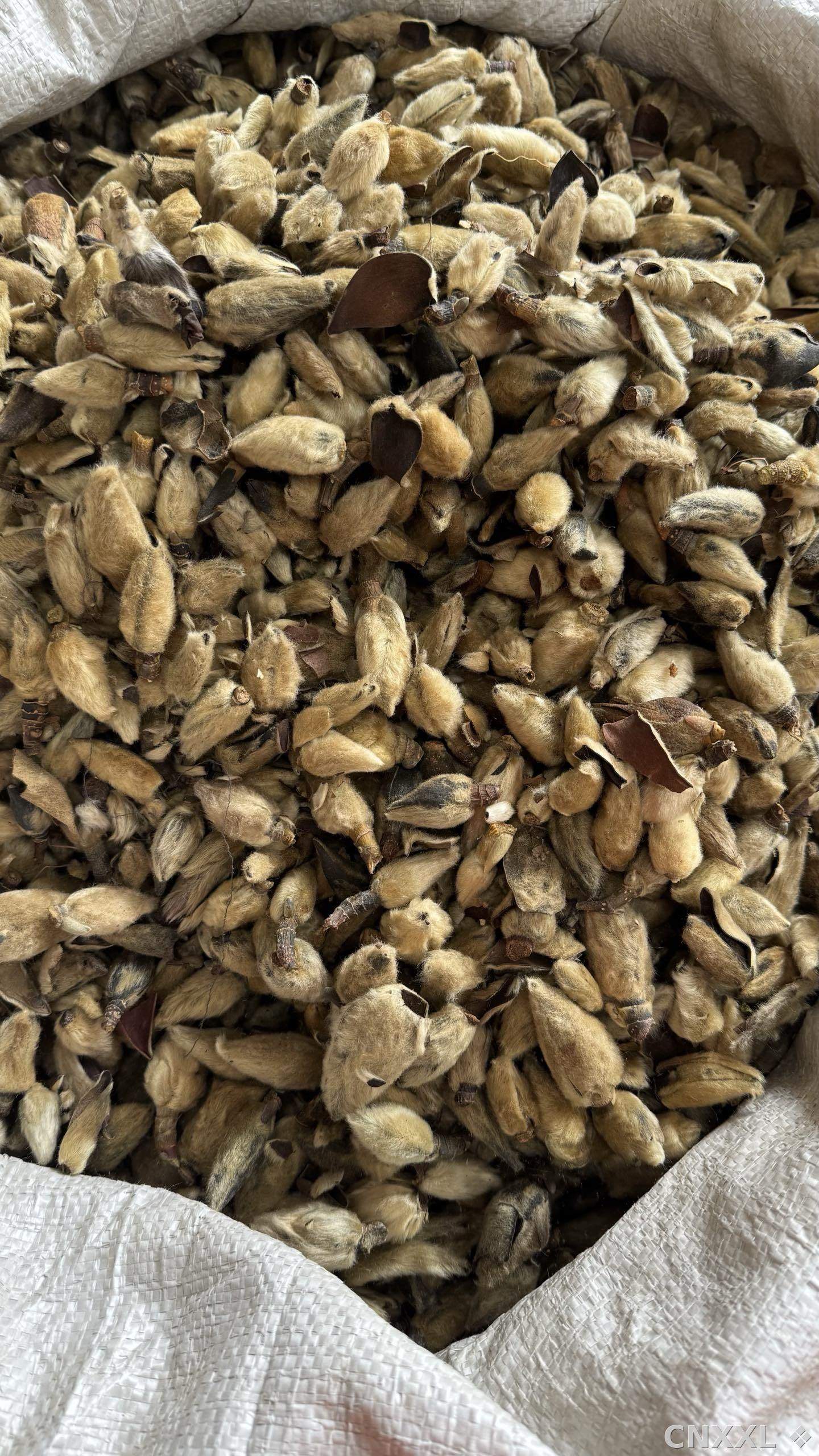 spice_25898_bc24c0b9_3.jpg
