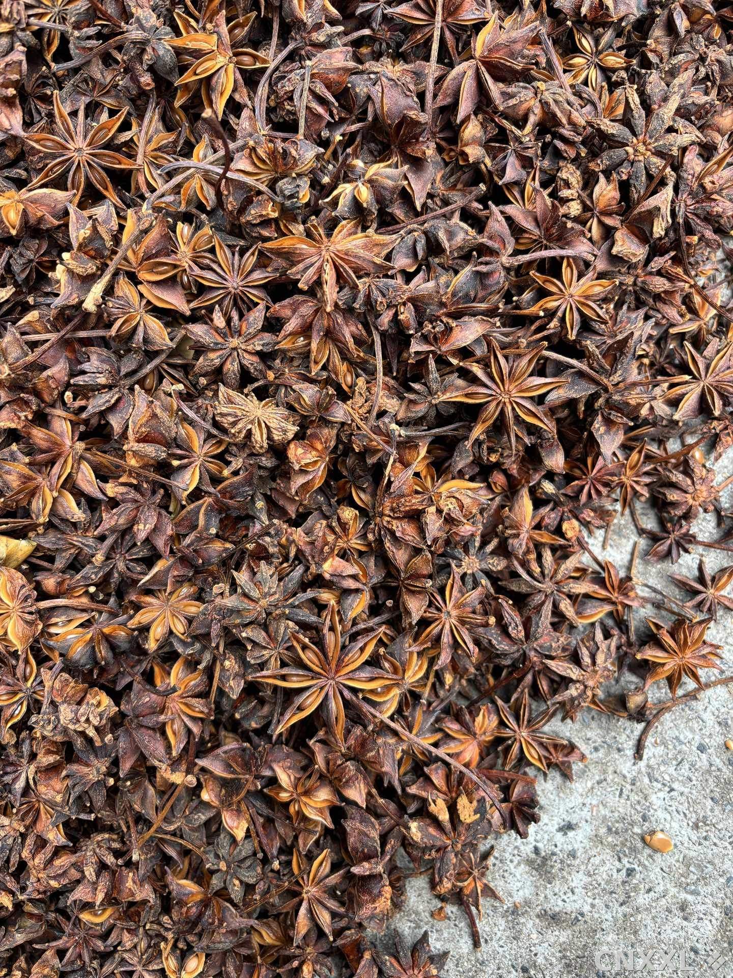 spice_25910_1aeeb025_3.jpg