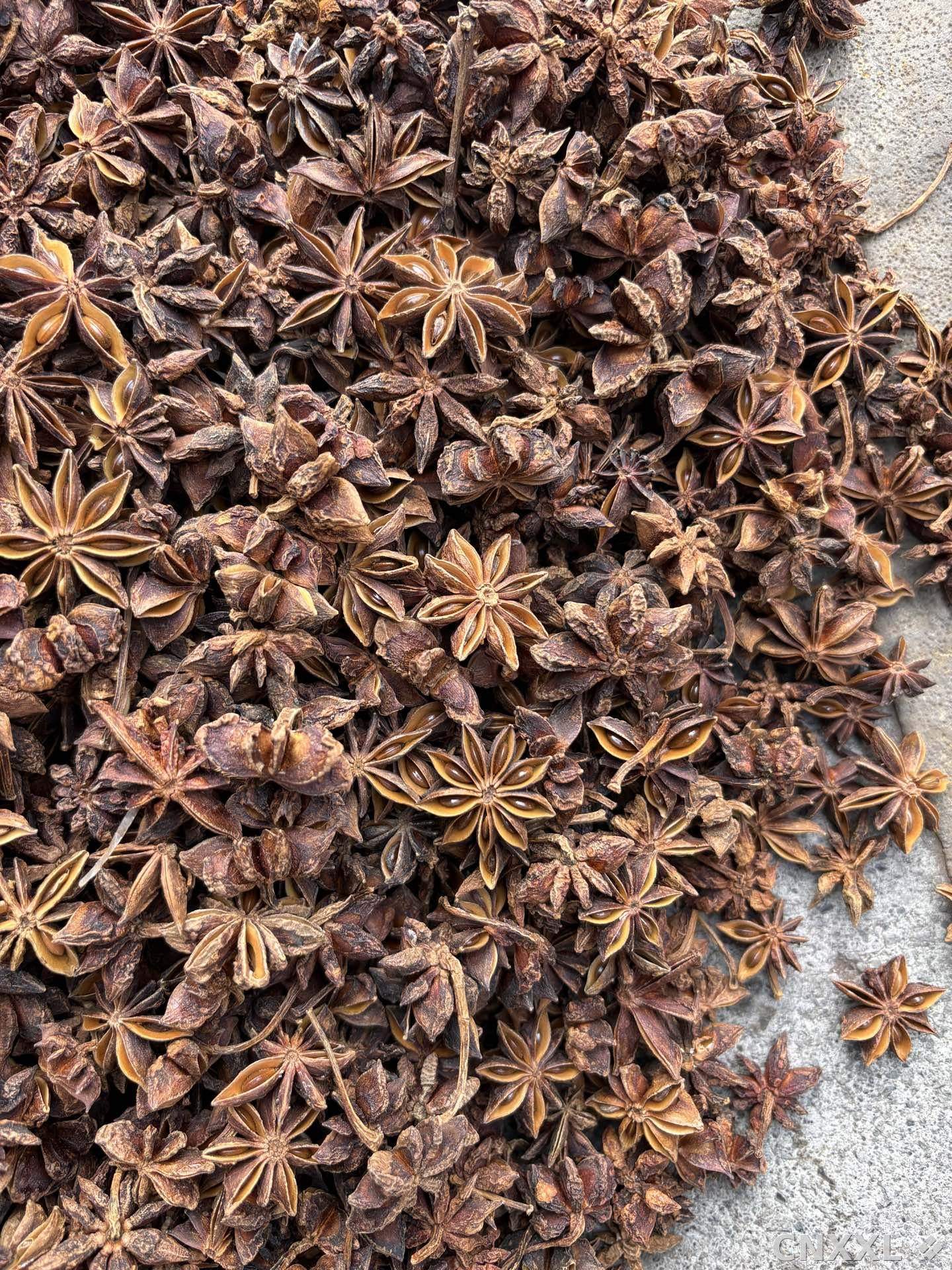 spice_25913_f81c12ea_3.jpg