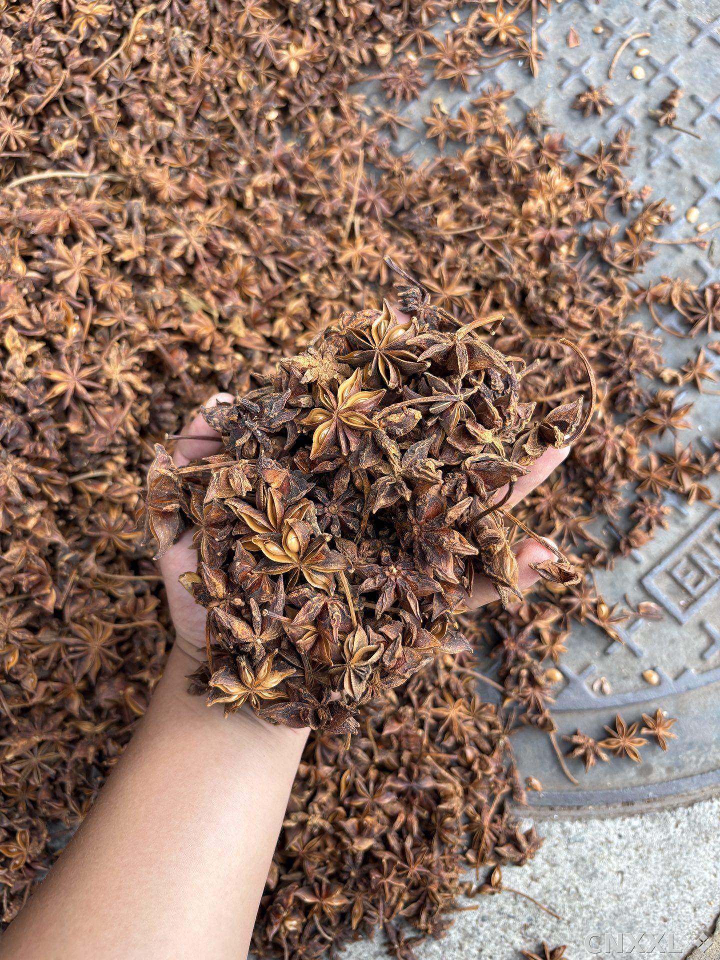 spice_25917_a0cbec15_3.jpg
