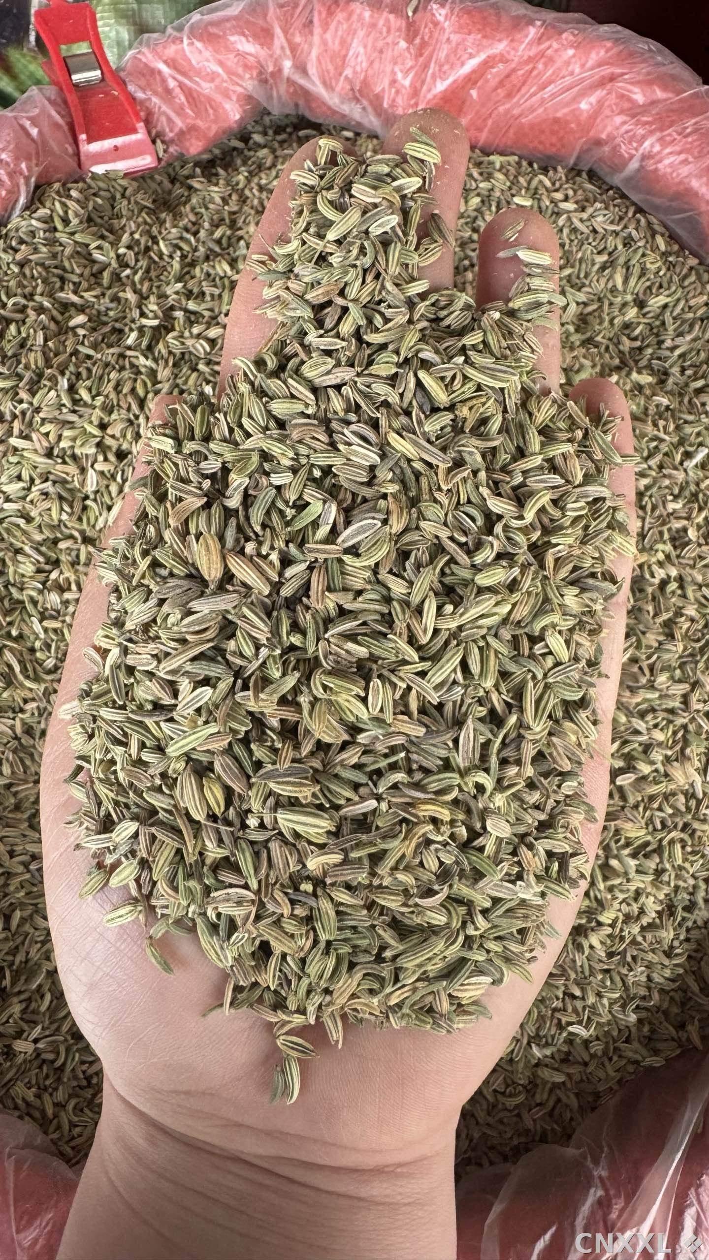 spice_25920_6f86c610_2.jpg