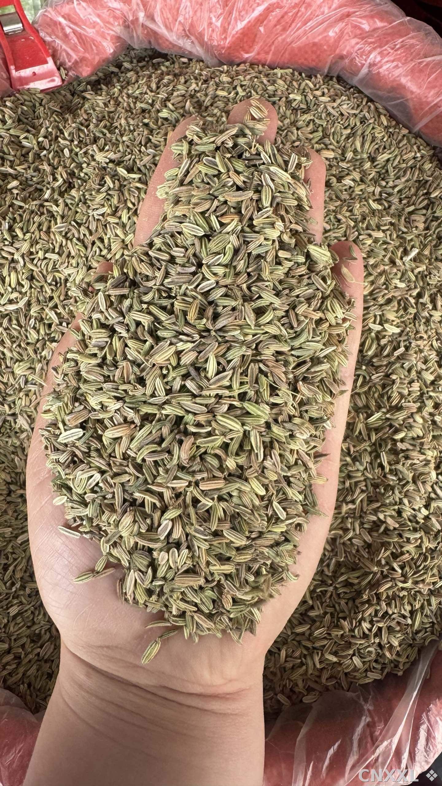 spice_25920_9ec52f9c_1.jpg