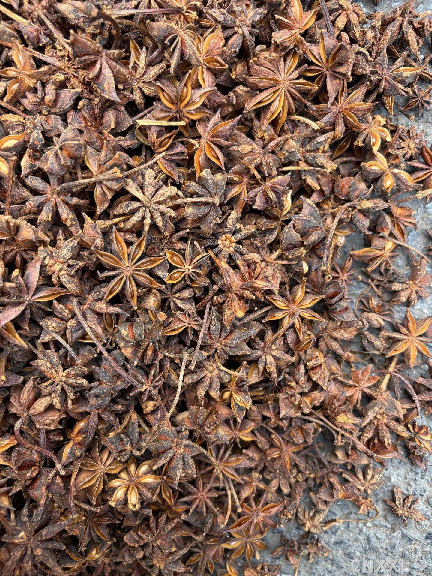 spice_25925_ff9cbed7_3.jpg