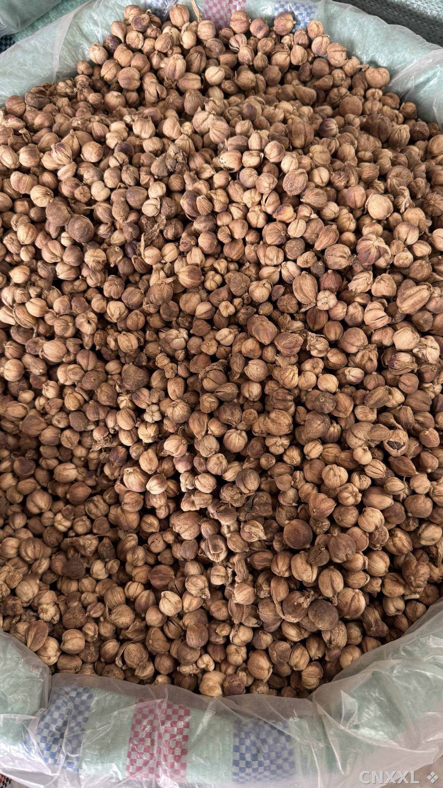 spice_25929_53da1cb3_3.jpg